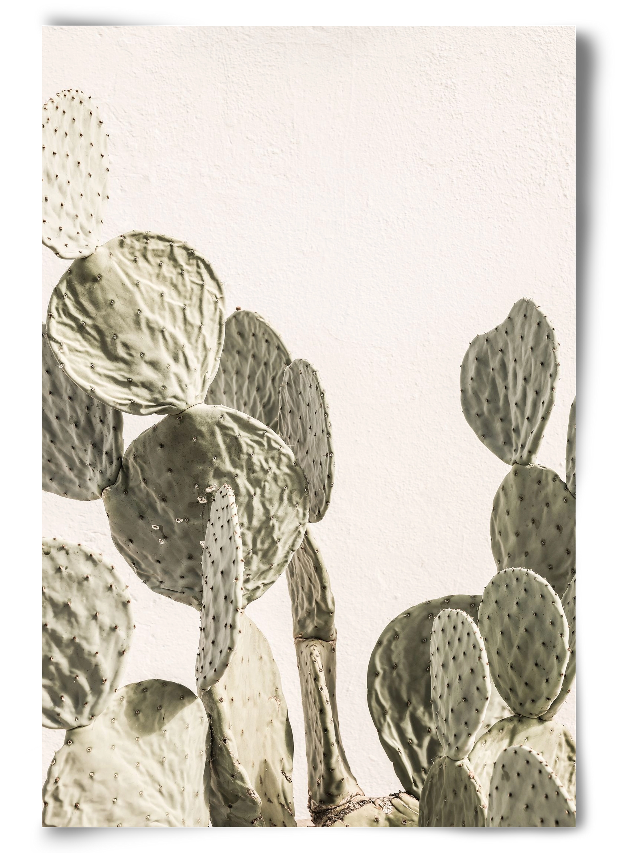 Mexi cactus, 60x90 cm, Keret nélkül