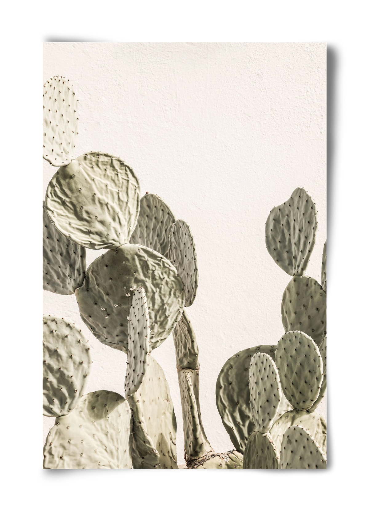 Mexi cactus, 40x60 cm, Keret nélkül