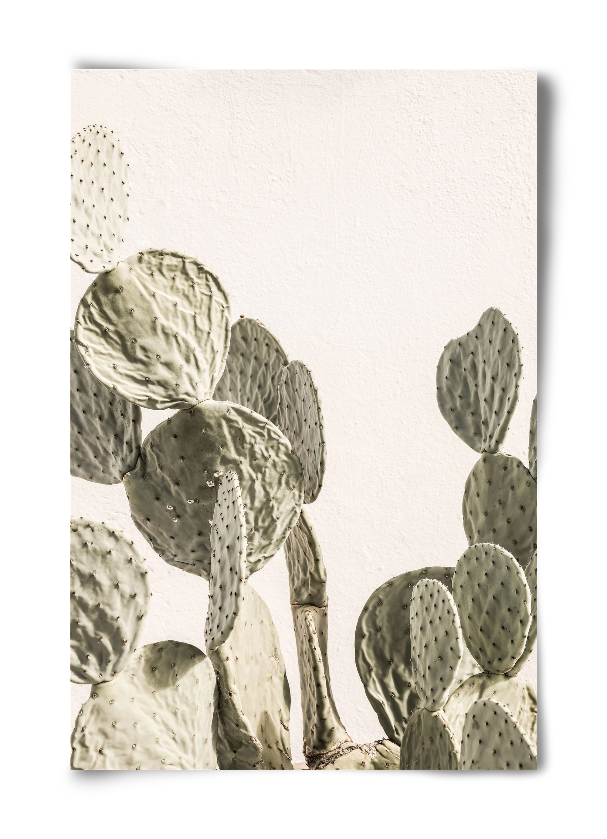 Mexi cactus, 40x60 cm, Keret nélkül