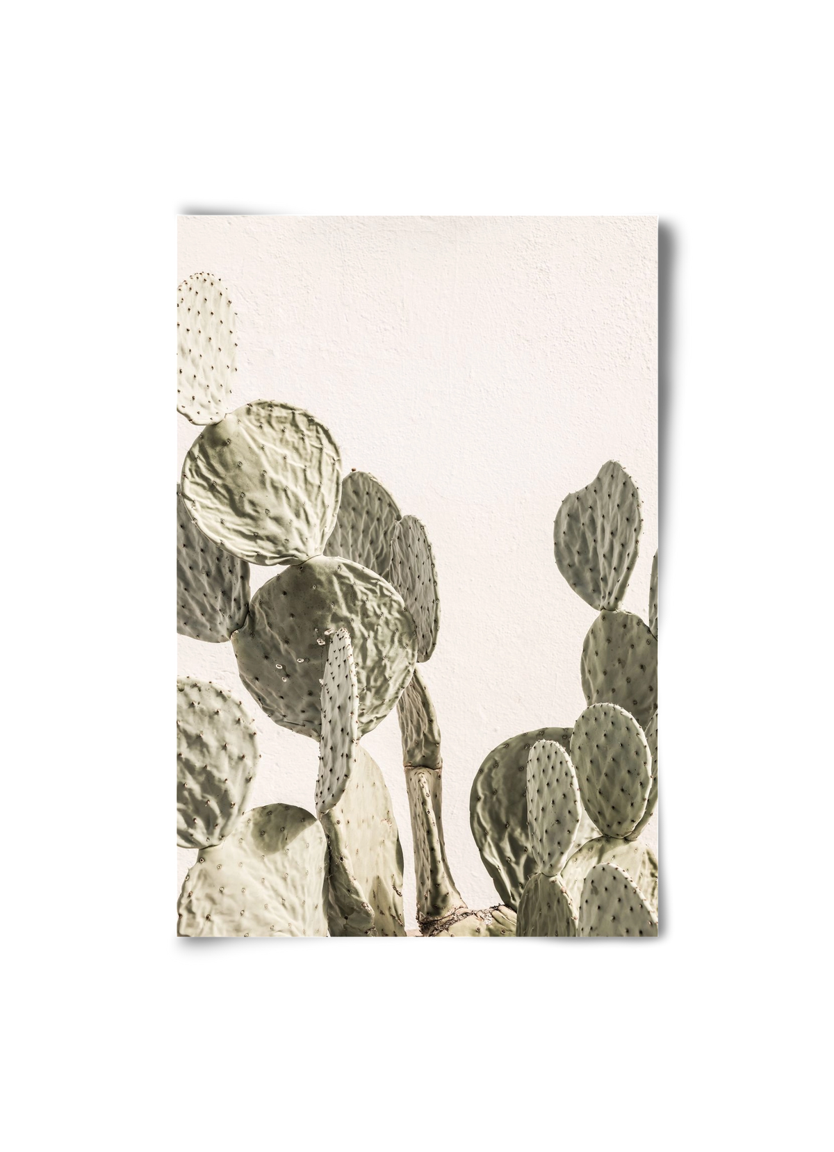 Mexi cactus, 20x30 cm, Keret nélkül