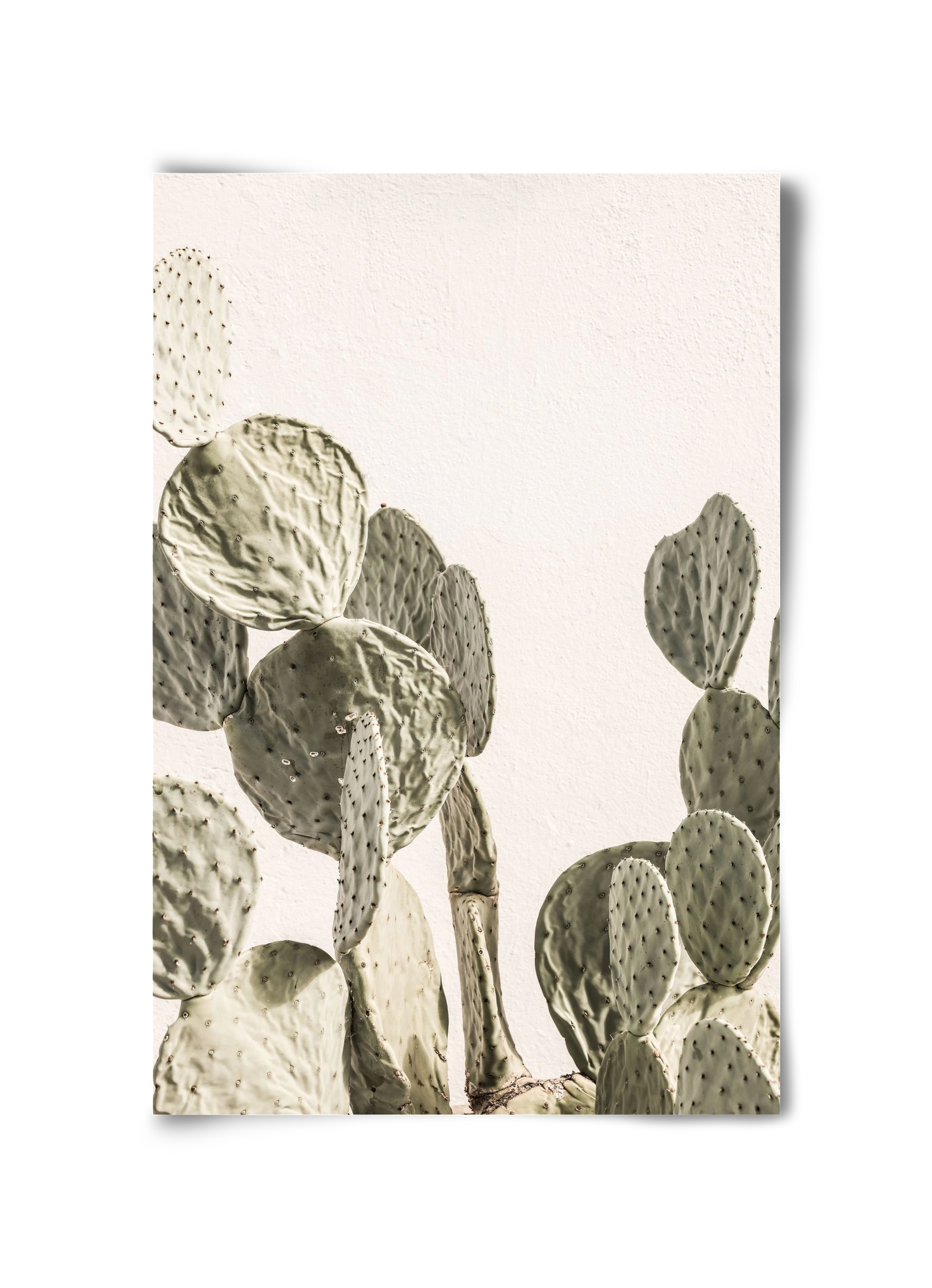 Mexi cactus, 30x45 cm, Keret nélkül