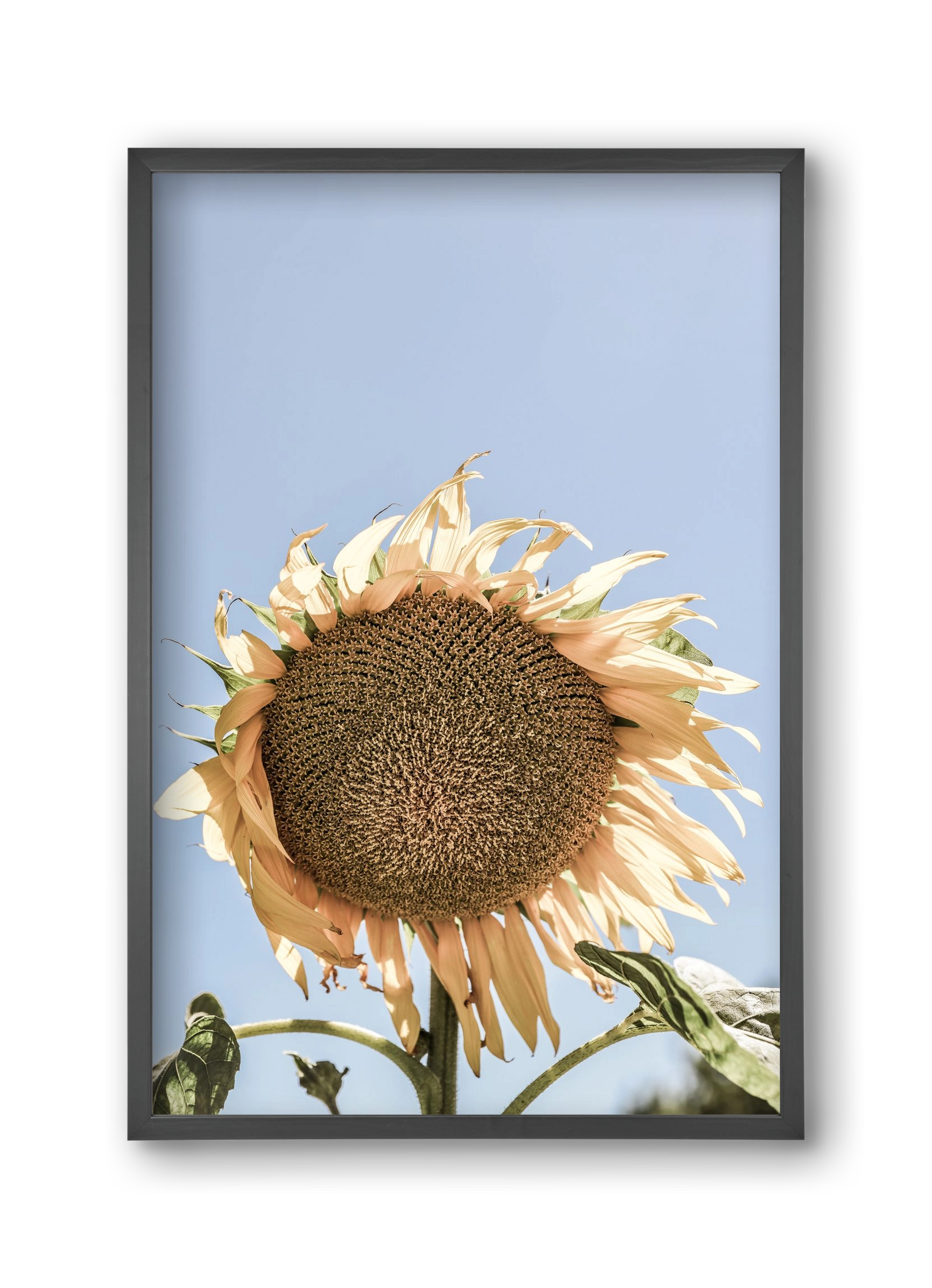 Sunny bloom, 30x45 cm (30x45 cm), Fekete keret