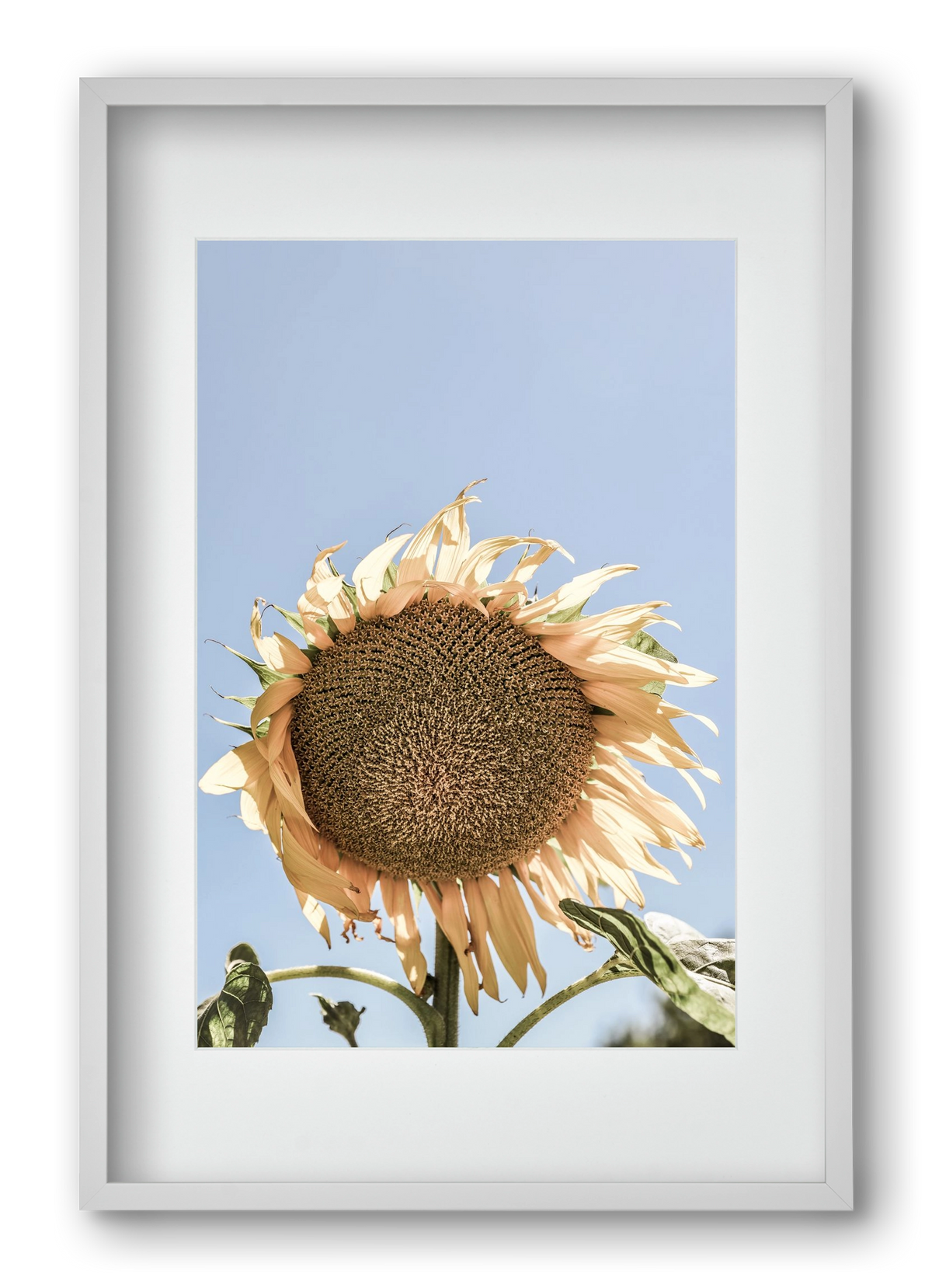 Sunny bloom, 40x60 cm (30x45 cm), Fehér keret, paszpartuval