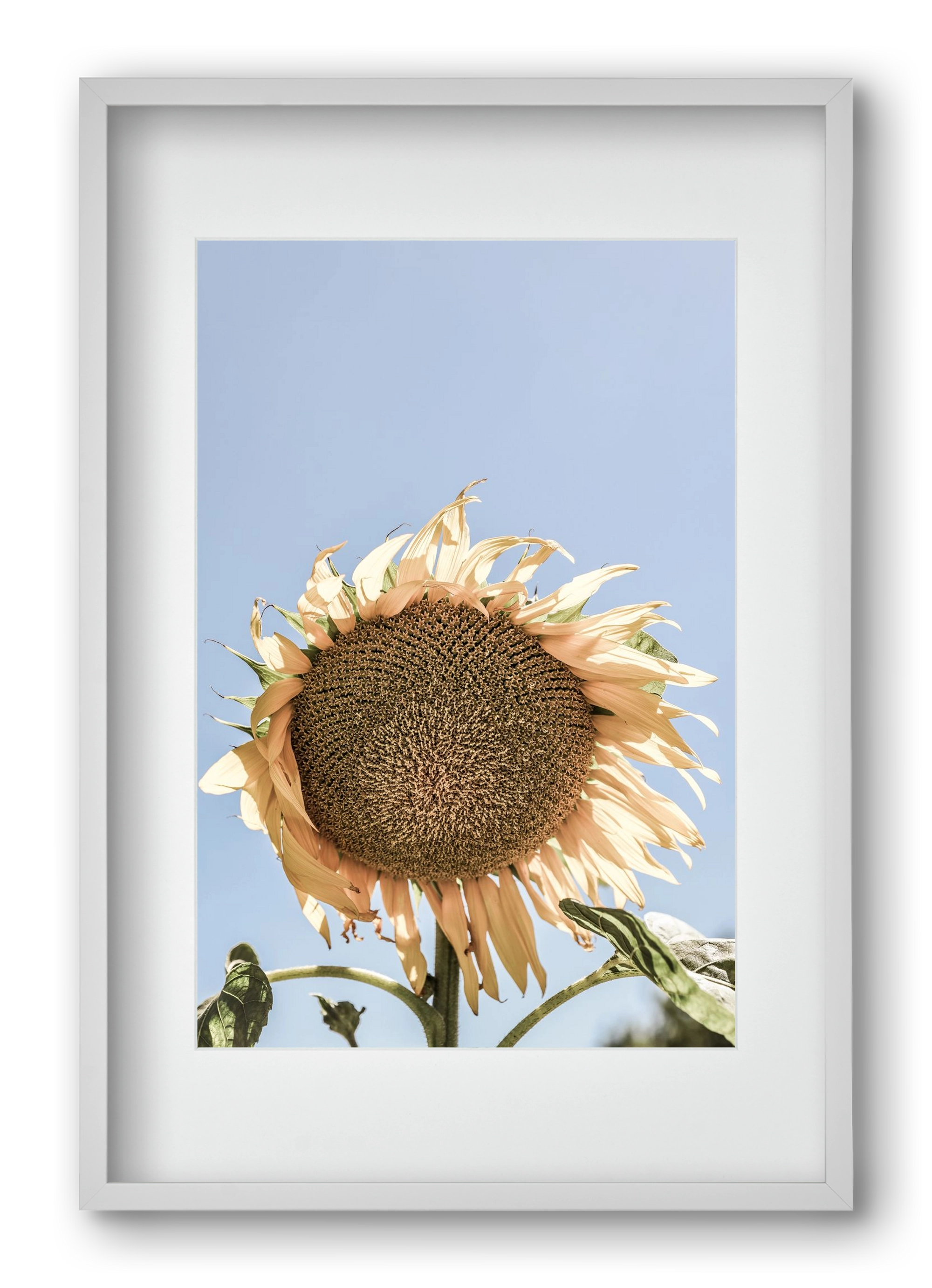 Sunny bloom, 40x60 cm (30x45 cm), Fehér keret, paszpartuval