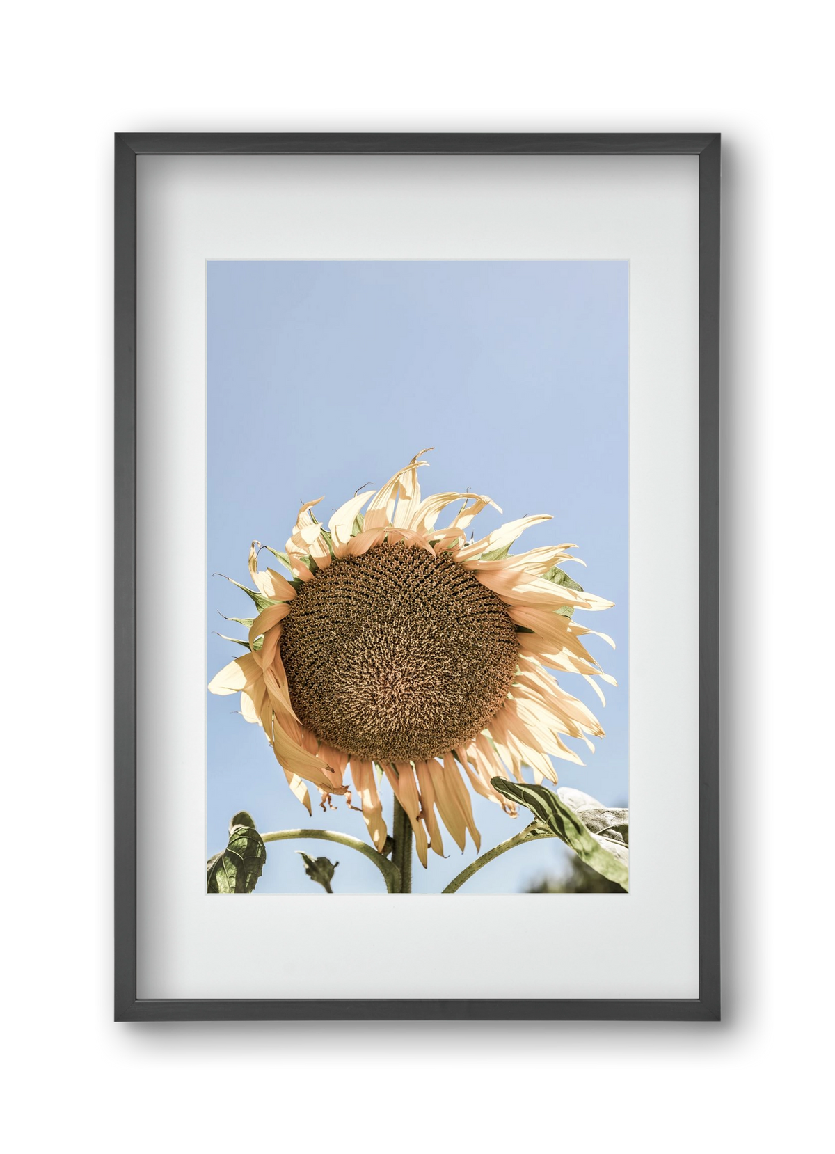 Sunny bloom, 30x45 cm (20x30 cm), Fekete keret, paszpartuval