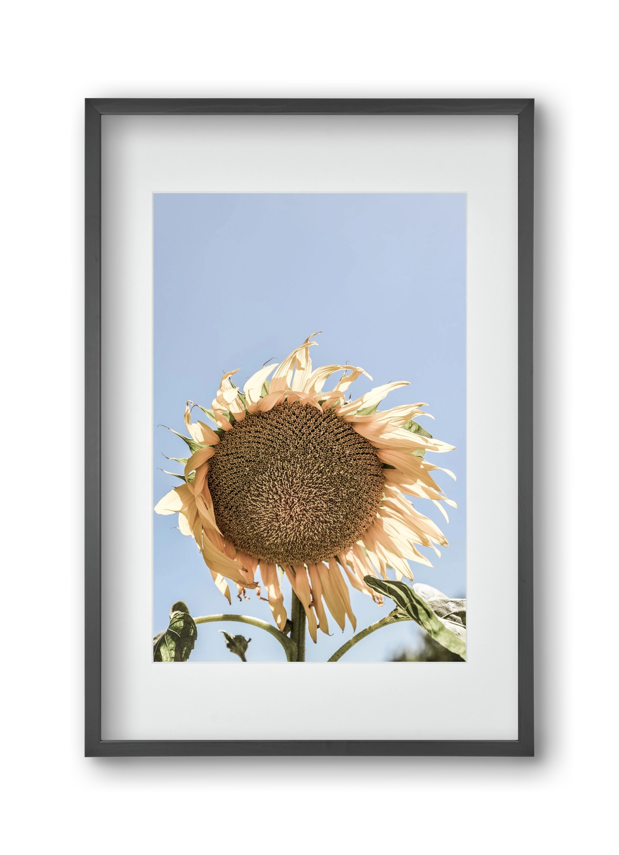 Sunny bloom, 30x45 cm (20x30 cm), Fekete keret, paszpartuval