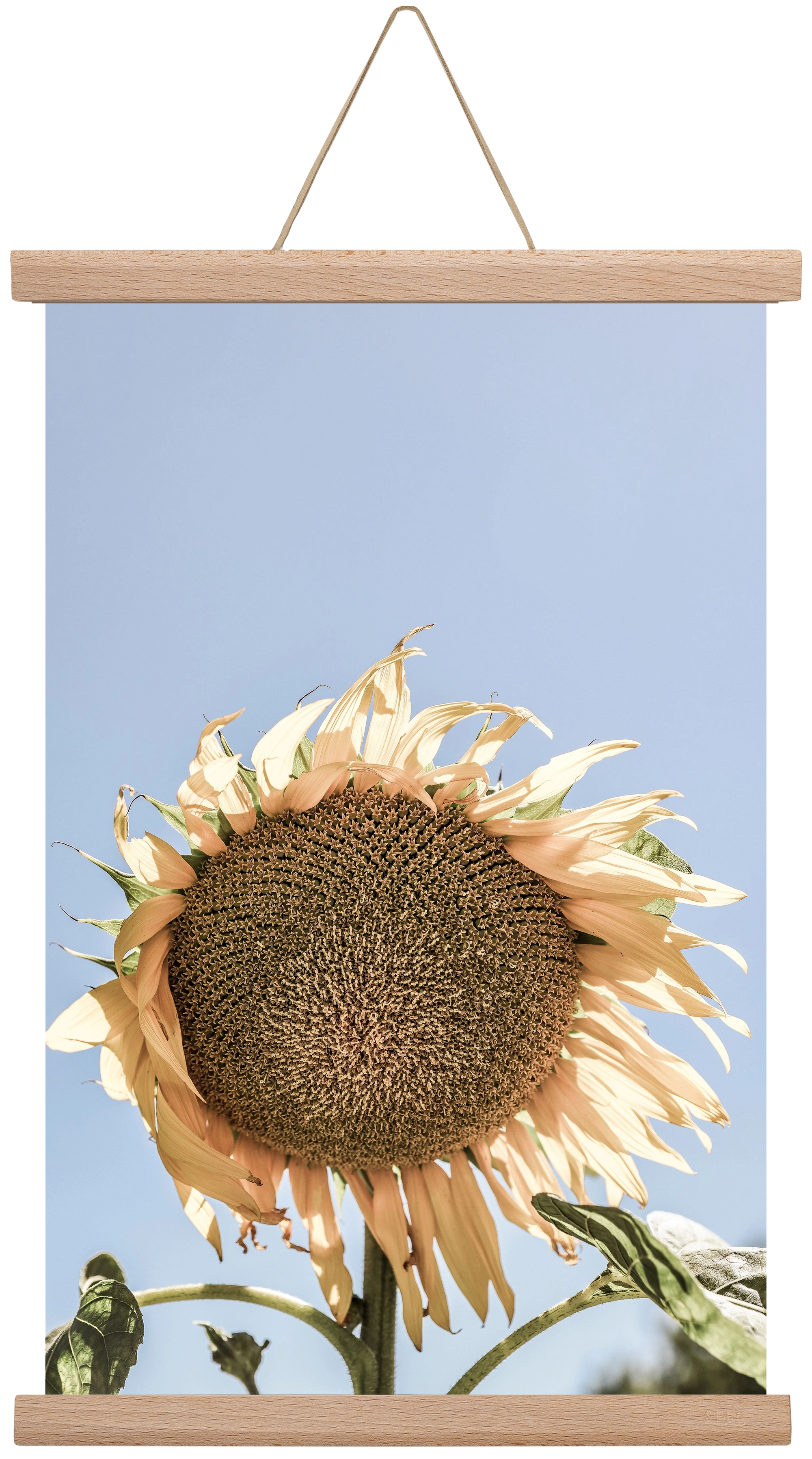 Sunny bloom, 30x45 cm (30x45 cm), Tölgy akasztó