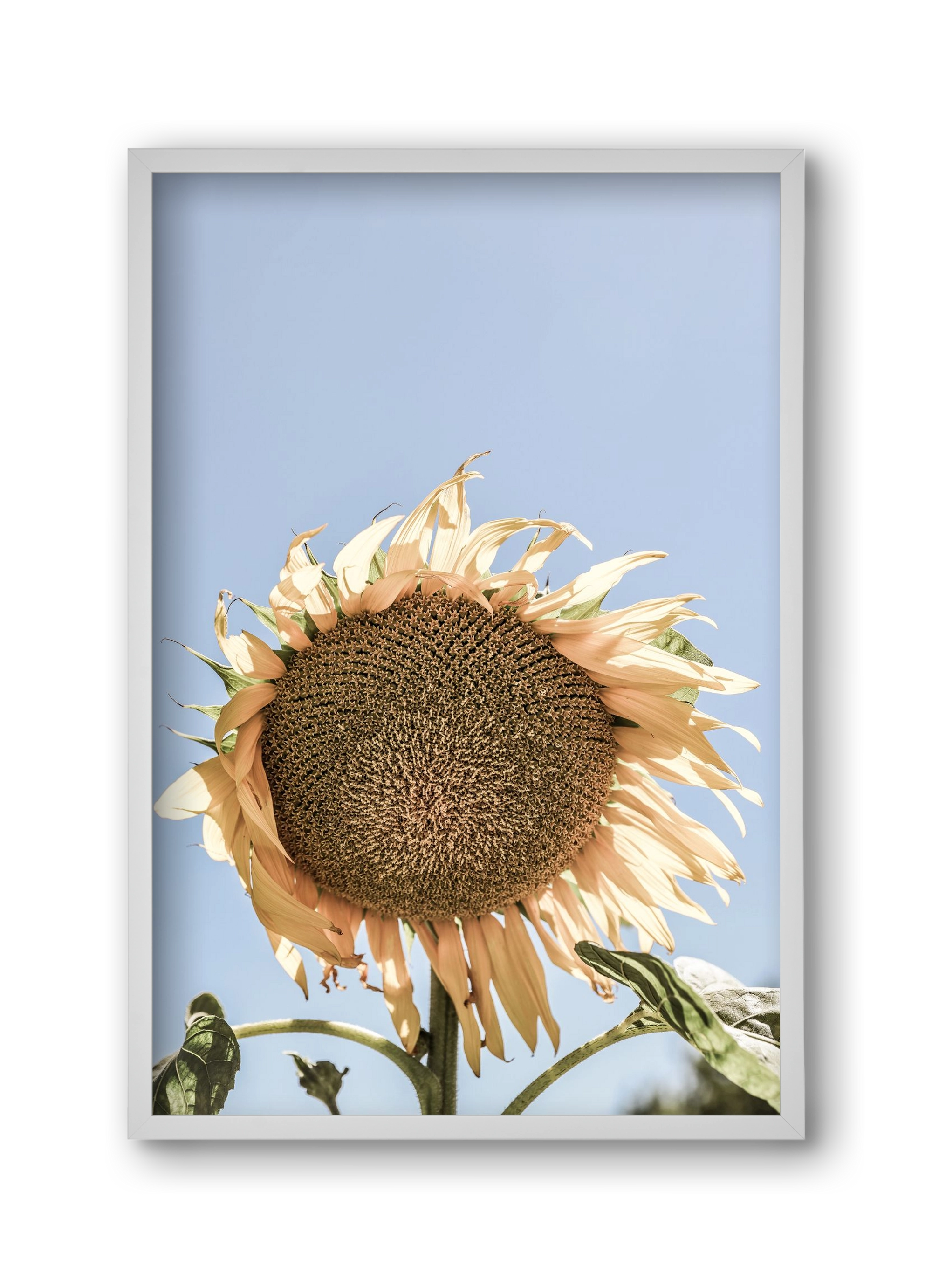 Sunny bloom, 30x45 cm (30x45 cm), Fehér keret