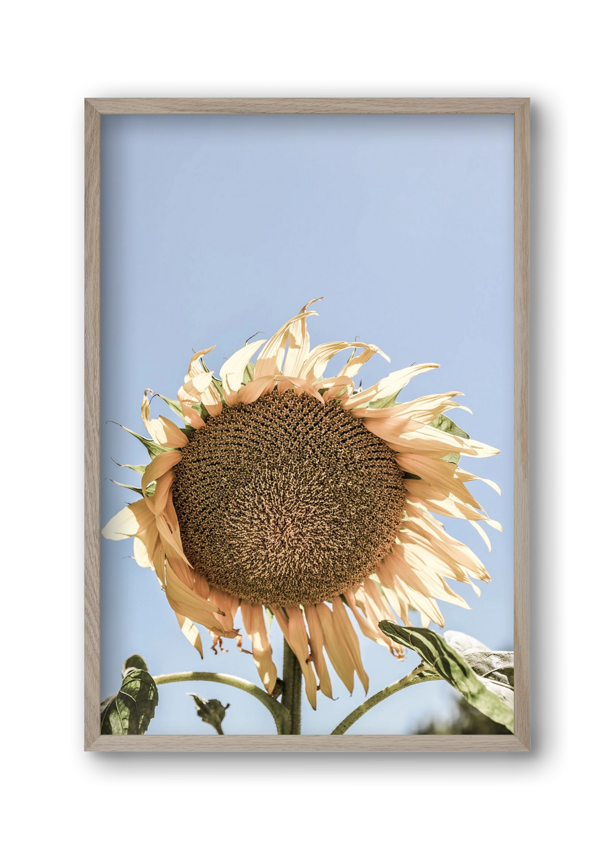 Sunny bloom, 30x45 cm (30x45 cm), Tölgy keret