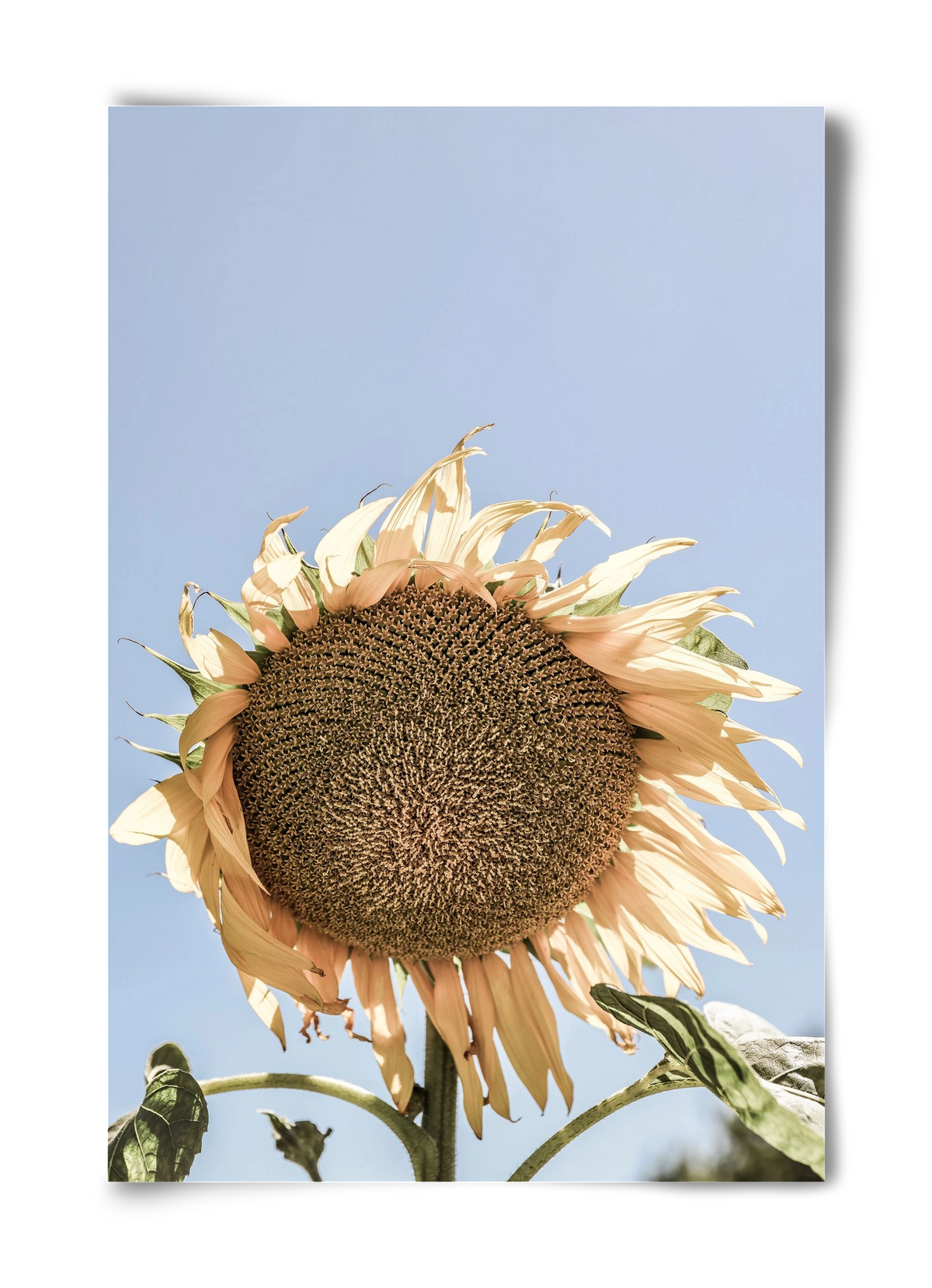 Sunny bloom, 40x60 cm, Keret nélkül