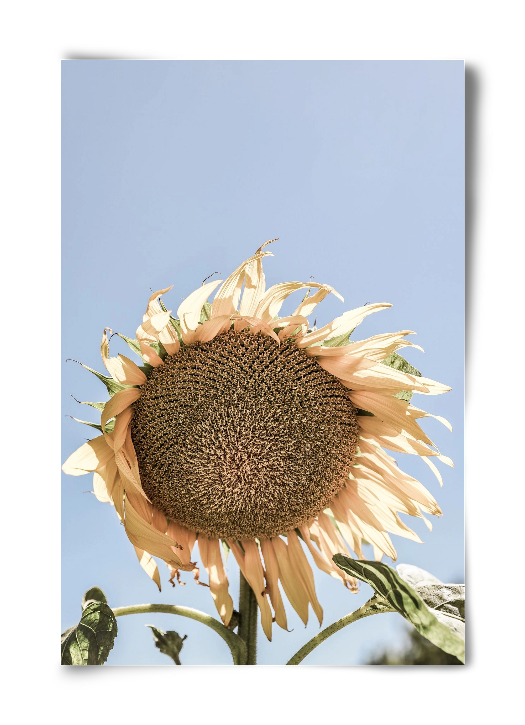 Sunny bloom, 40x60 cm, Keret nélkül