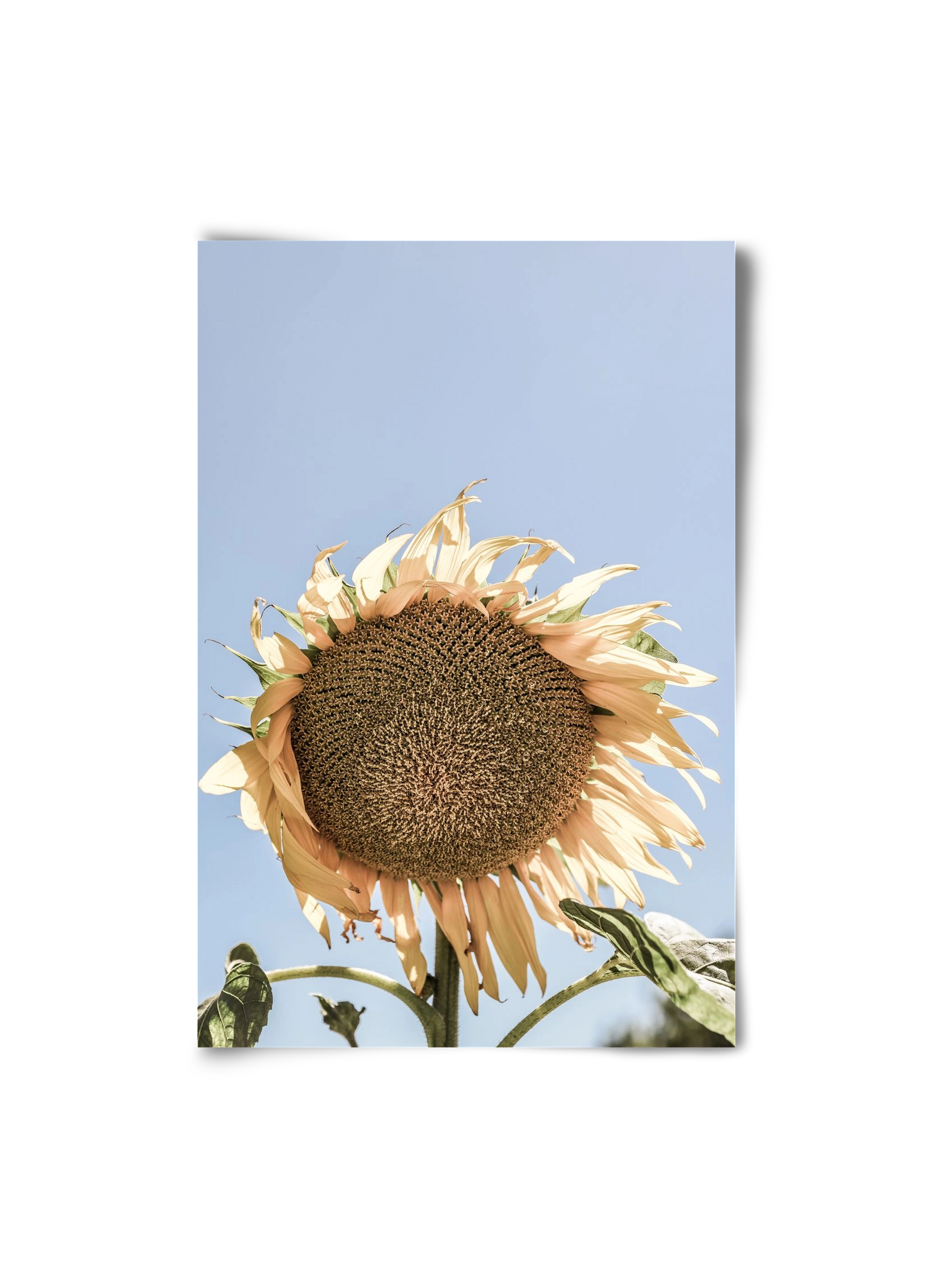 Sunny bloom, 20x30 cm, Keret nélkül