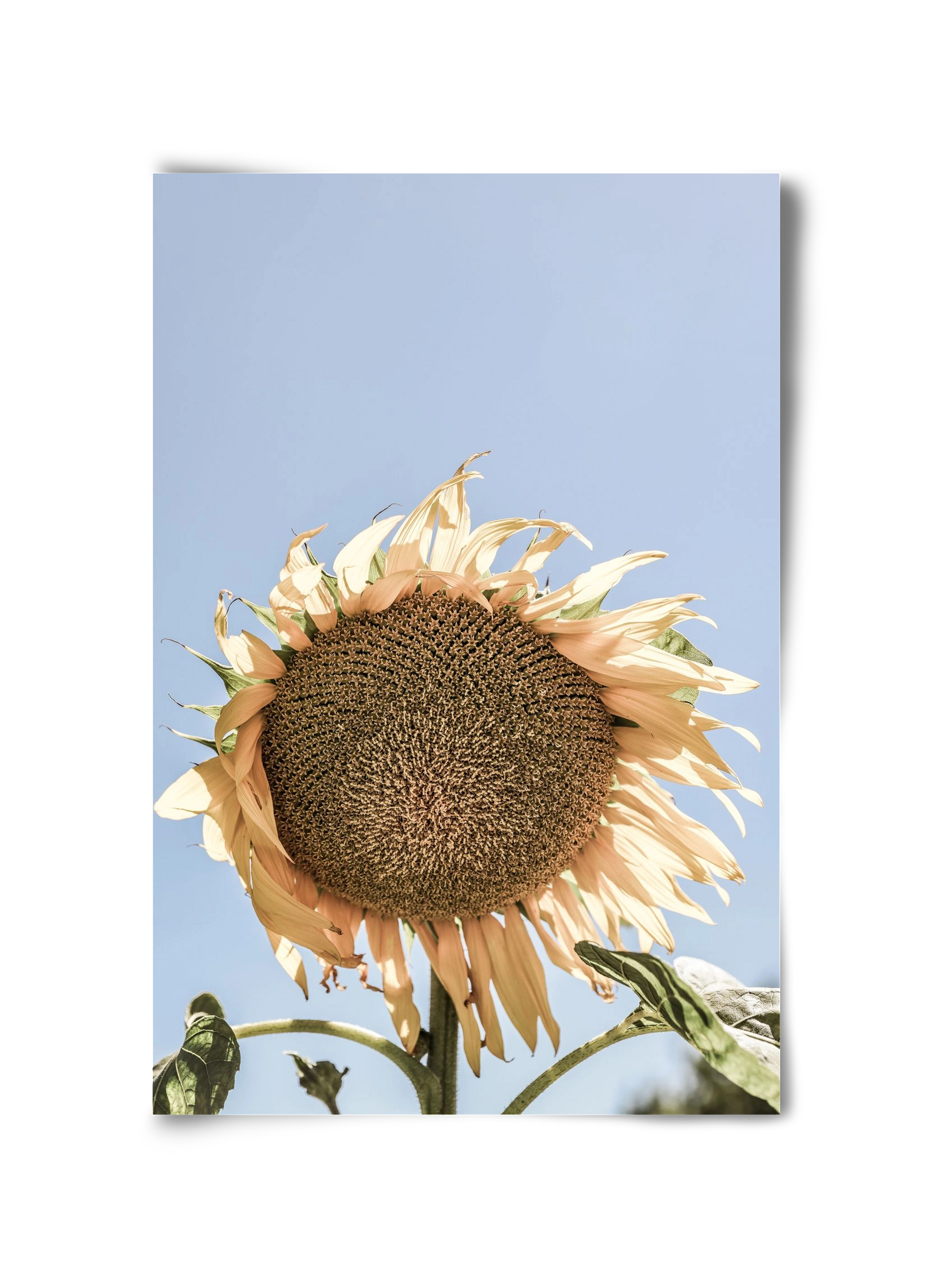 Sunny bloom, 30x45 cm, Keret nélkül