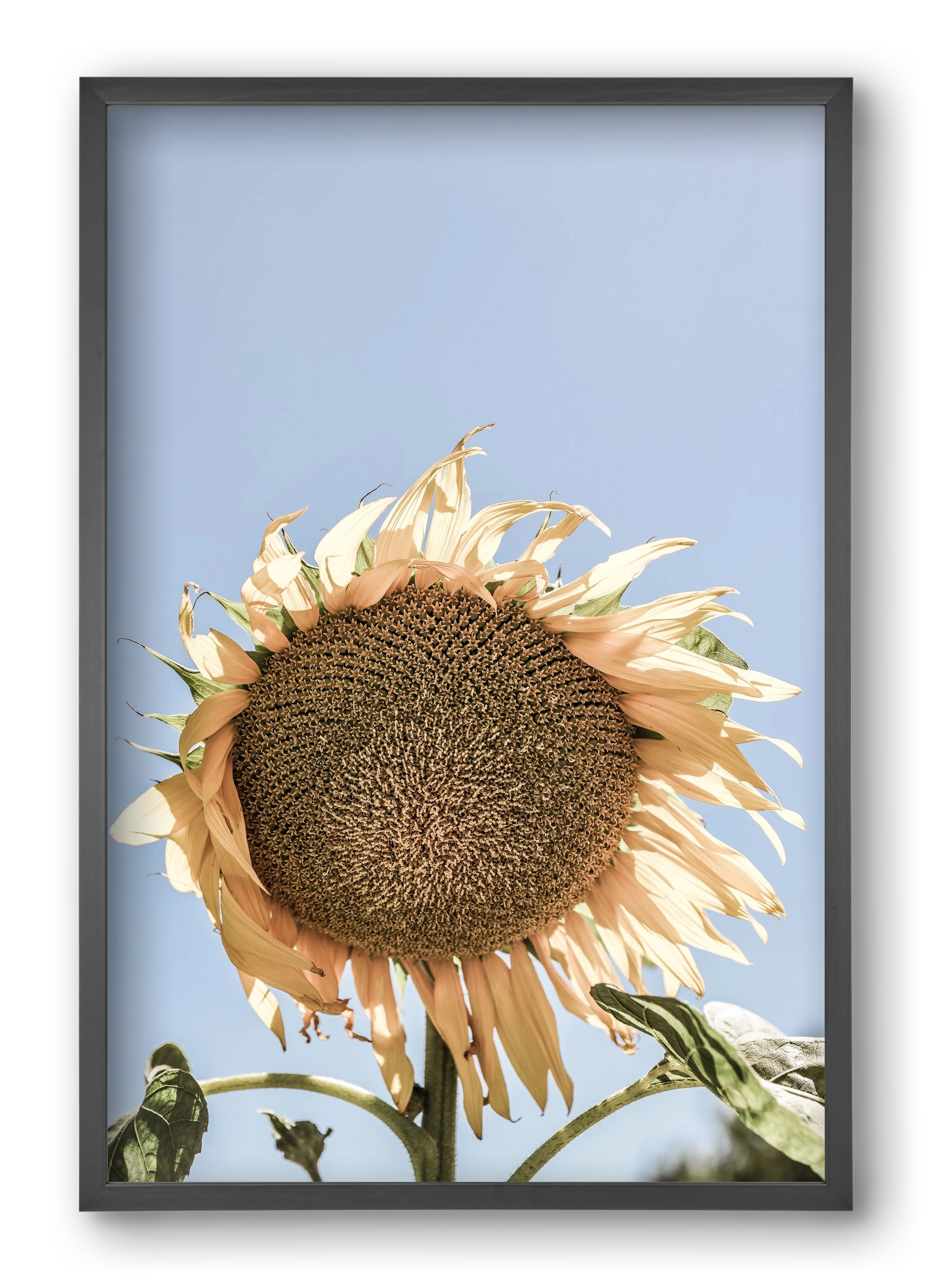 Sunny bloom, 40x60 cm (40x60 cm), Fekete keret