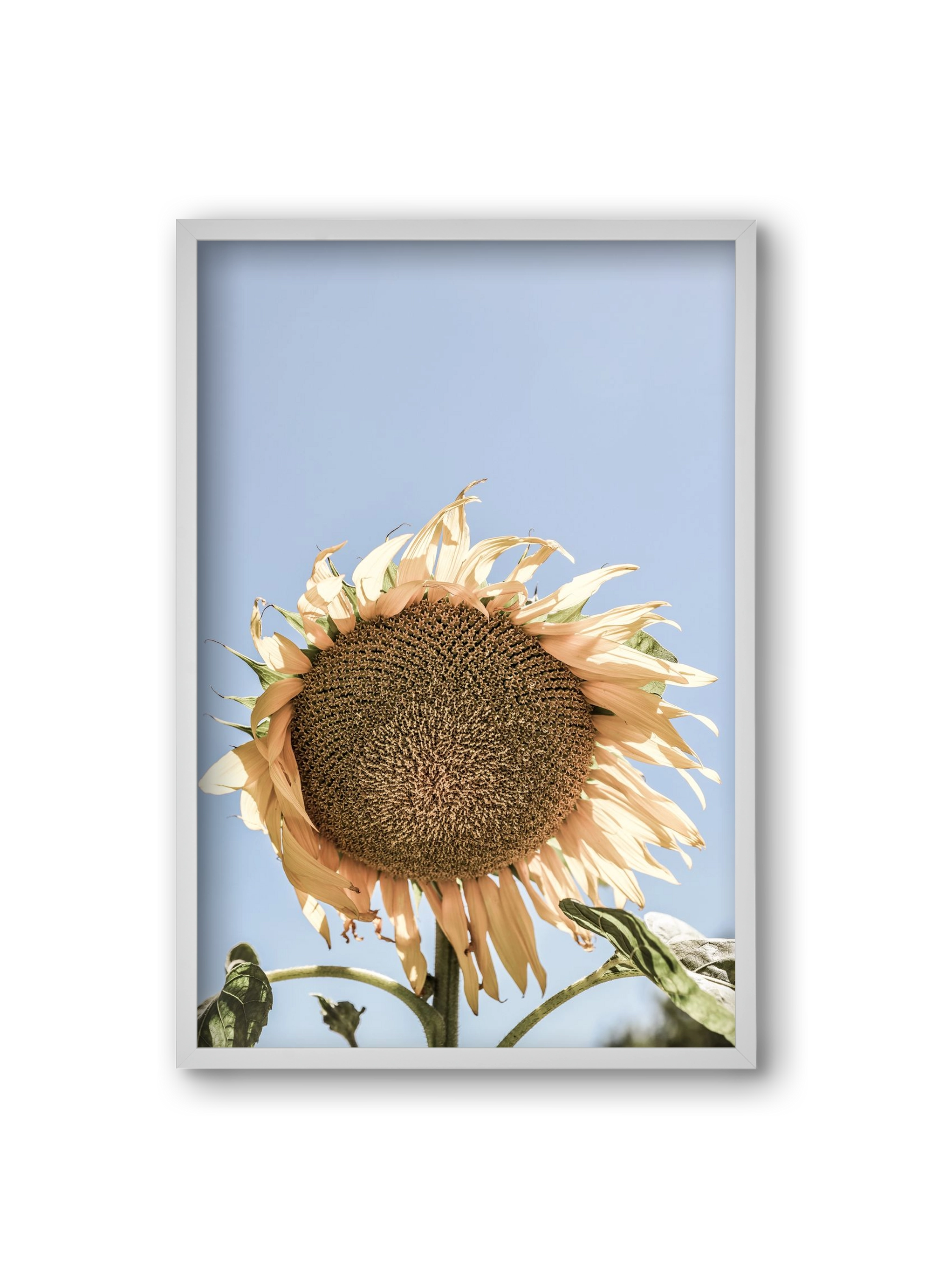 Sunny bloom, 20x30 cm (20x30 cm), Fehér keret