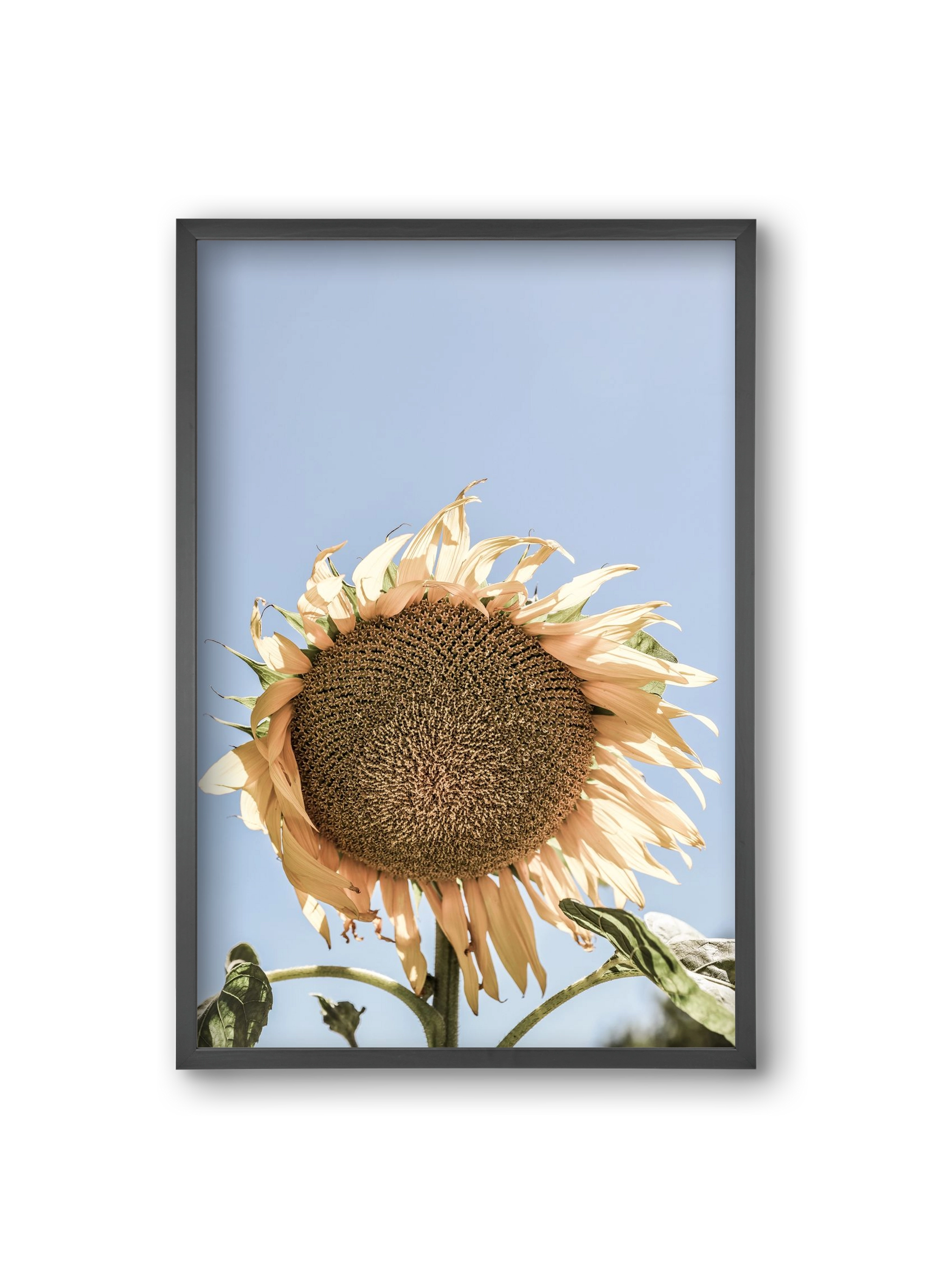 Sunny bloom, 20x30 cm (20x30 cm), Fekete keret