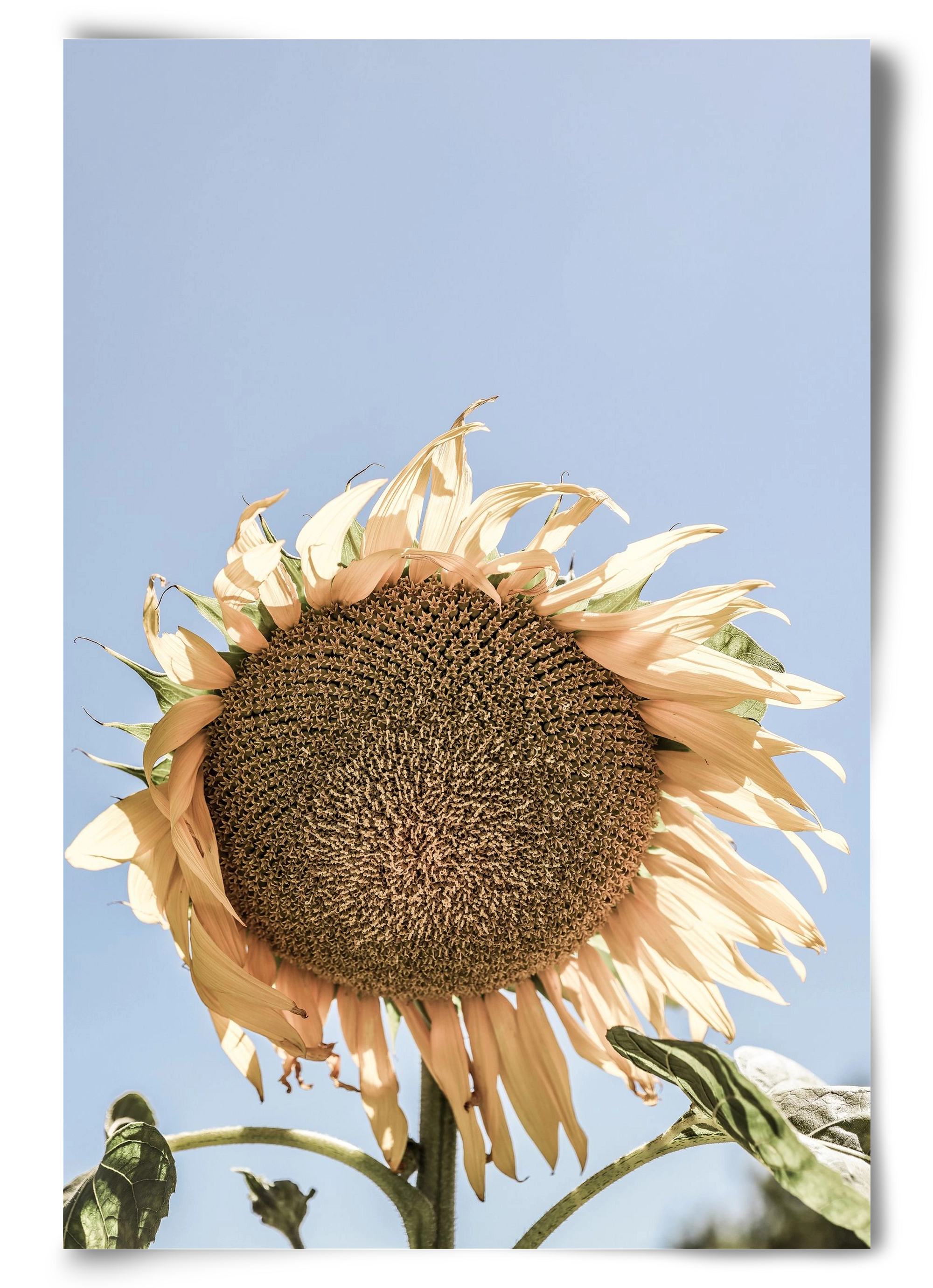 Sunny bloom, 60x90 cm, Keret nélkül