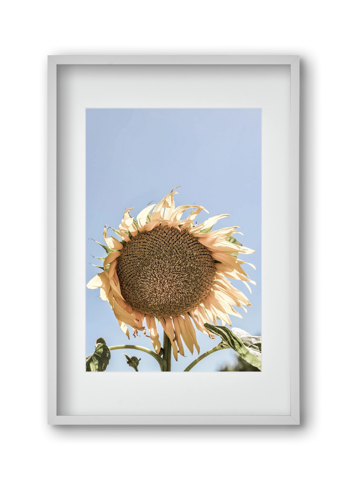 Sunny bloom, 30x45 cm (20x30 cm), Fehér keret, paszpartuval