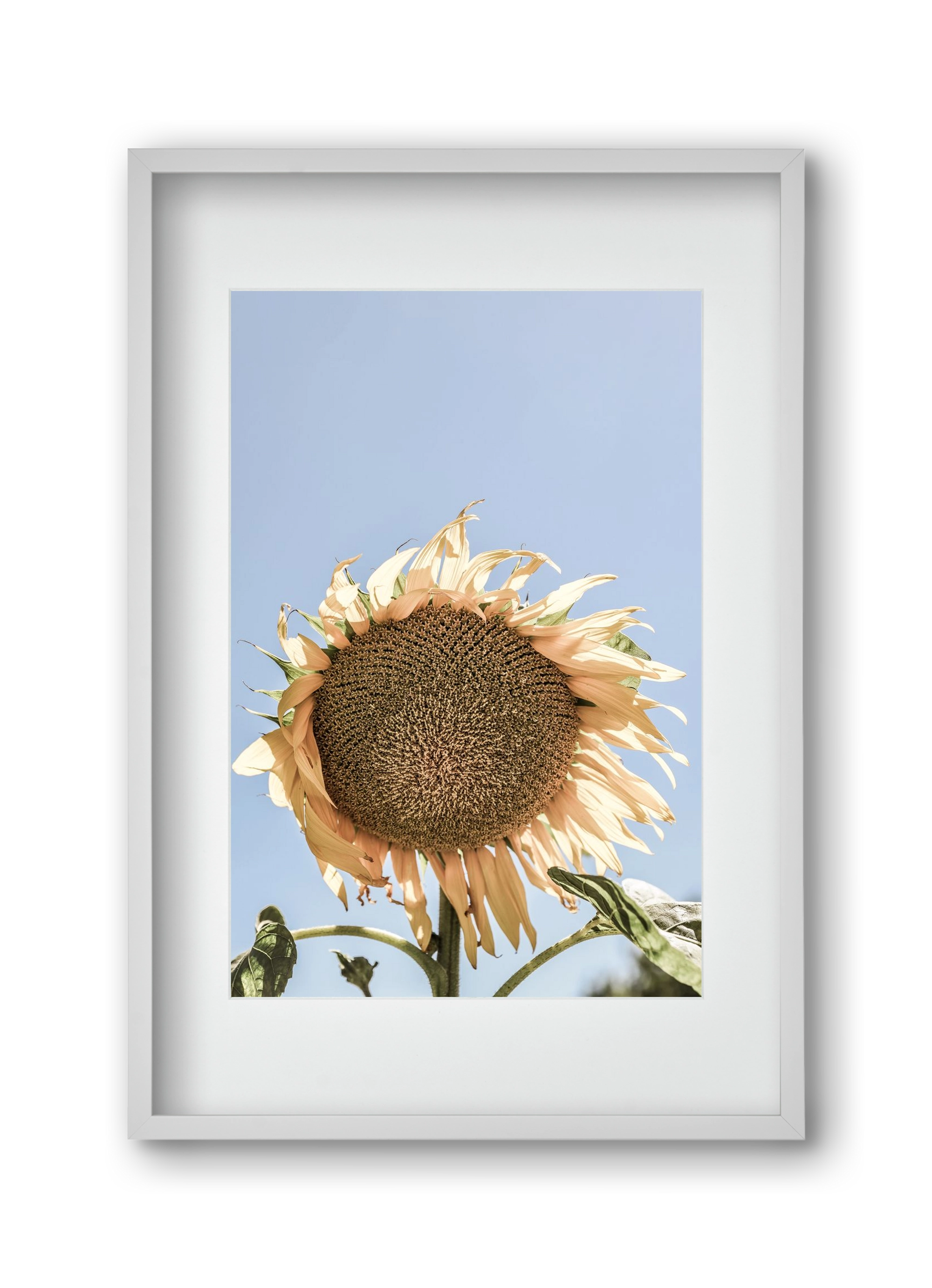 Sunny bloom, 30x45 cm (20x30 cm), Fehér keret, paszpartuval