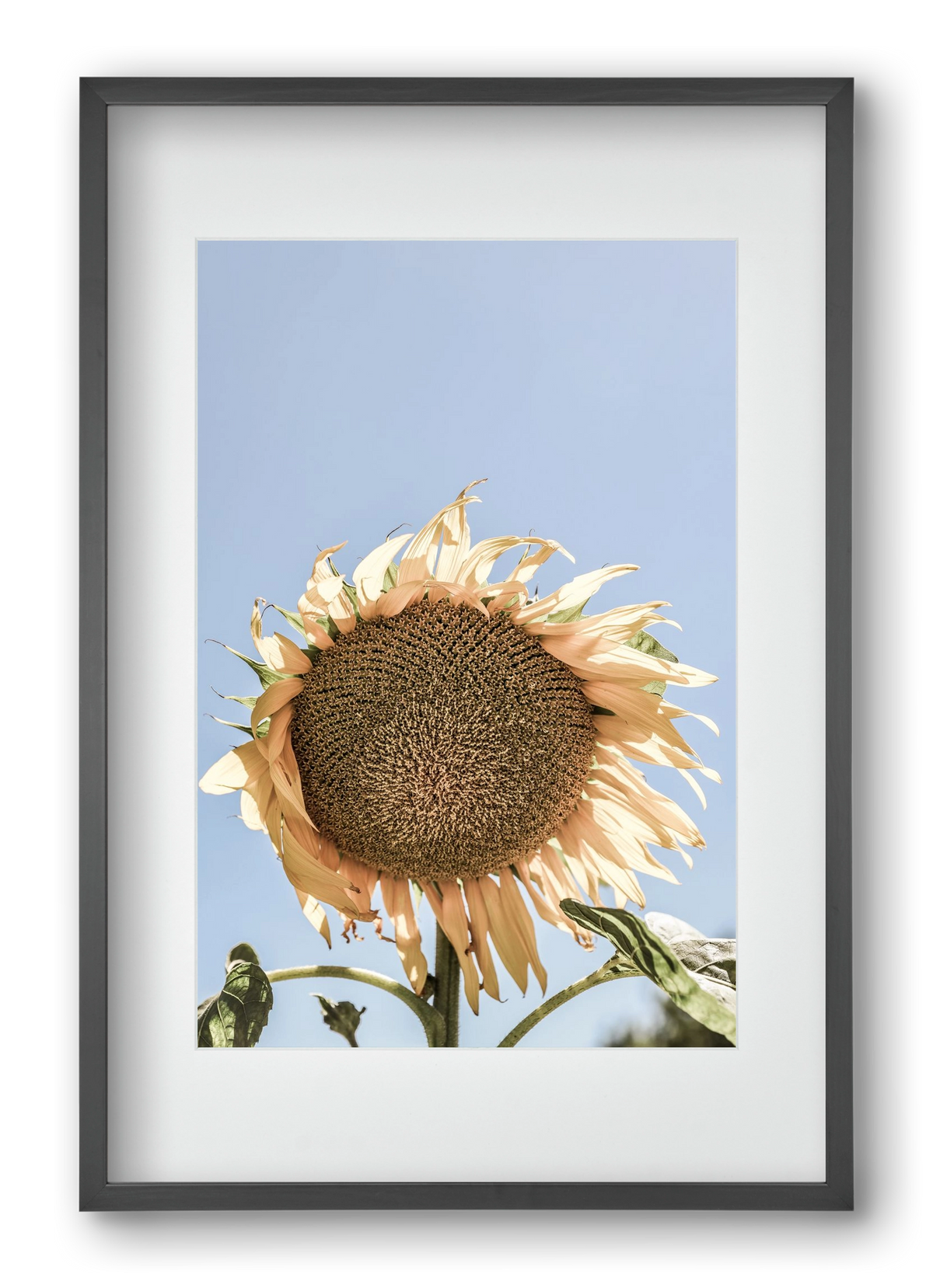 Sunny bloom, 40x60 cm (30x45 cm), Fekete keret, paszpartuval