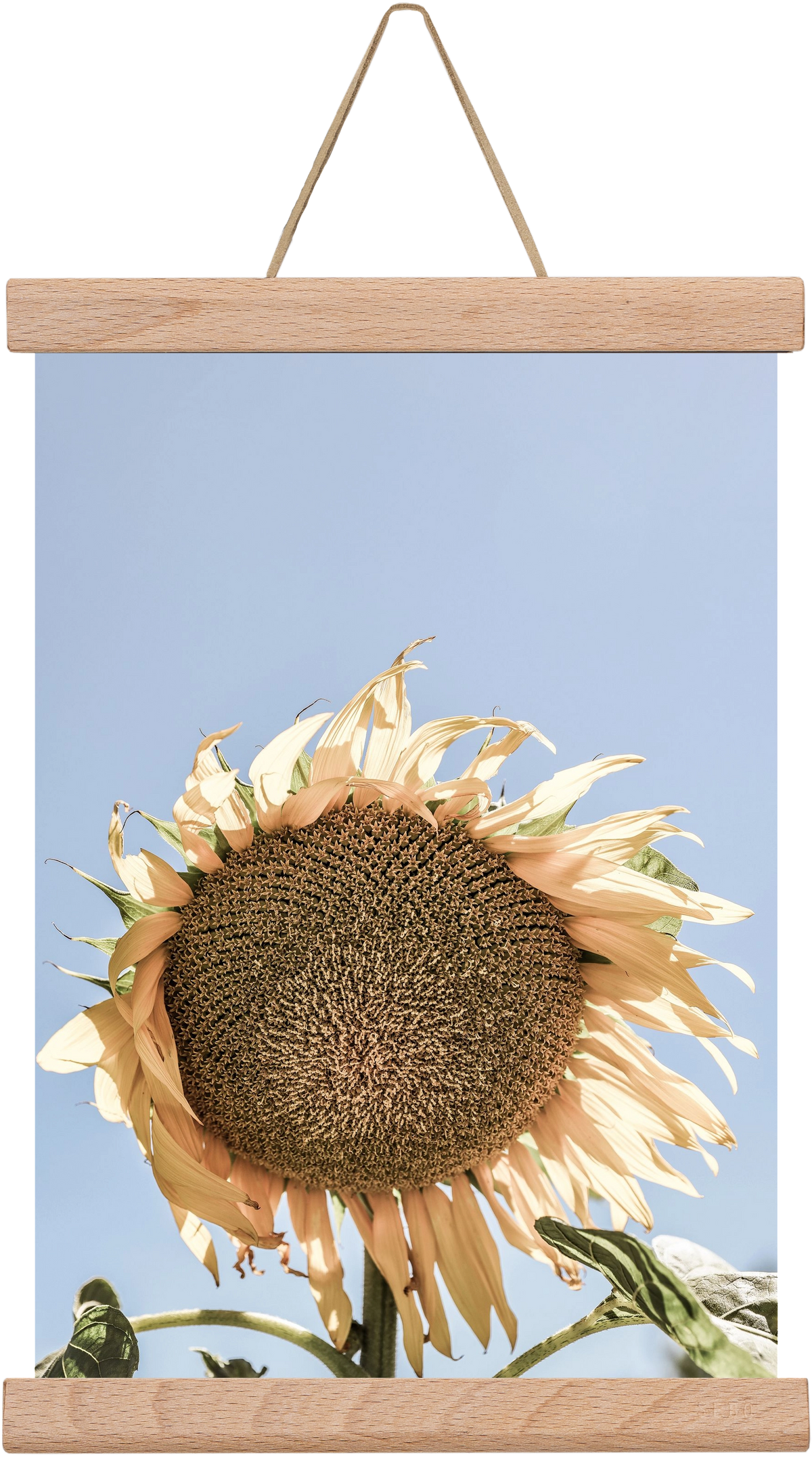 Sunny bloom, 20x30 cm (20x30 cm), Tölgy akasztó