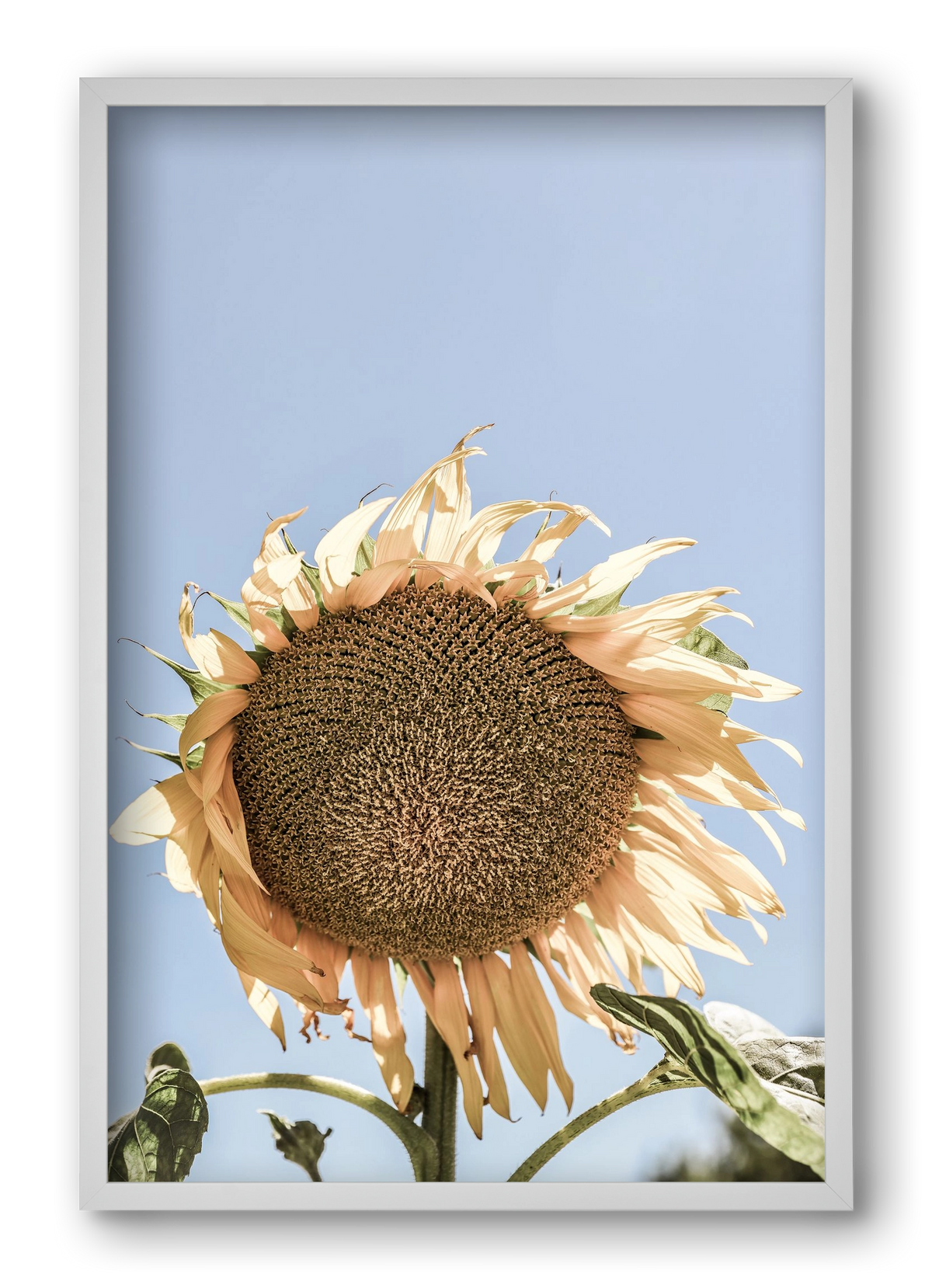 Sunny bloom, 40x60 cm (40x60 cm), Fehér keret