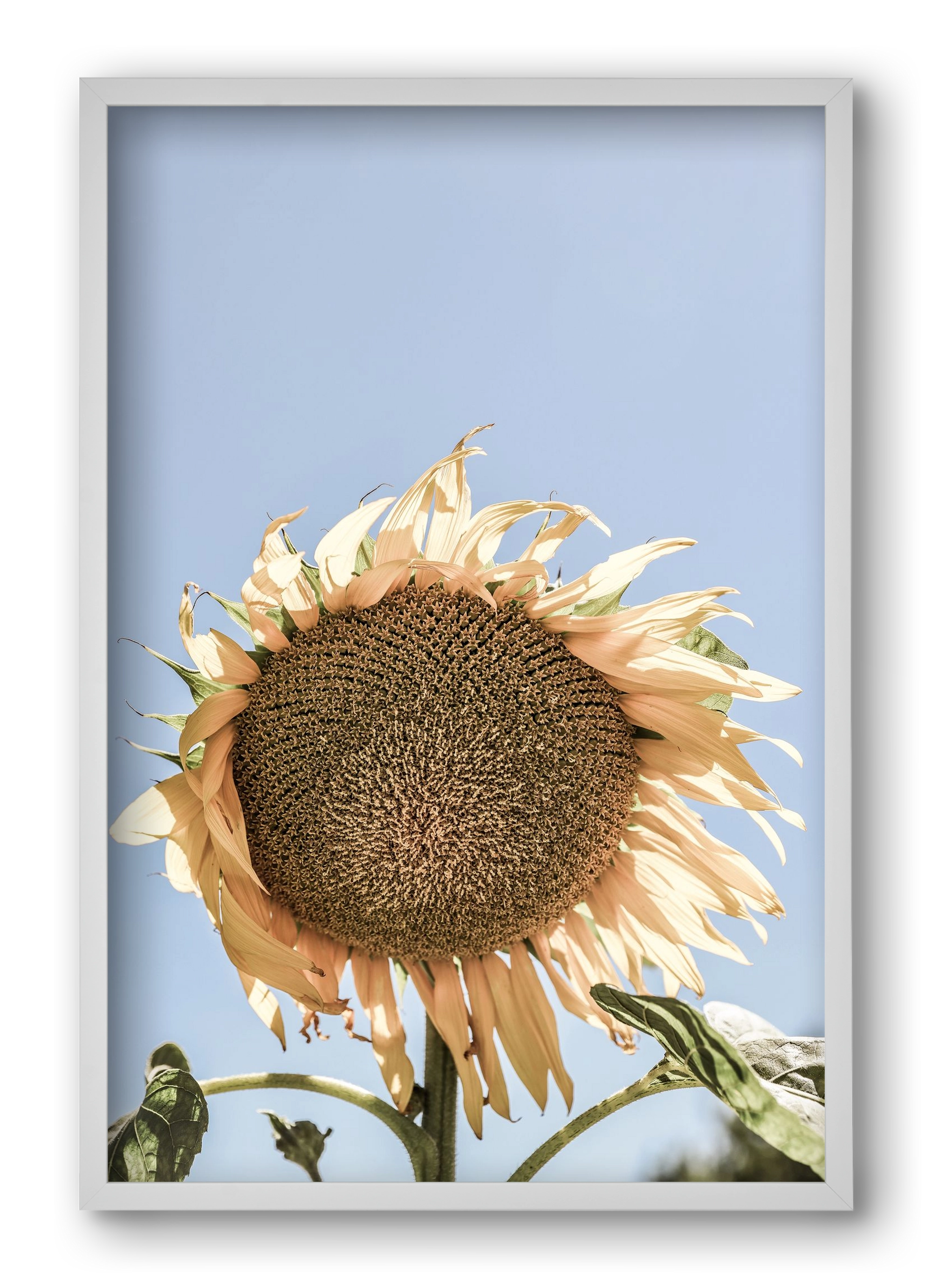 Sunny bloom, 40x60 cm (40x60 cm), Fehér keret