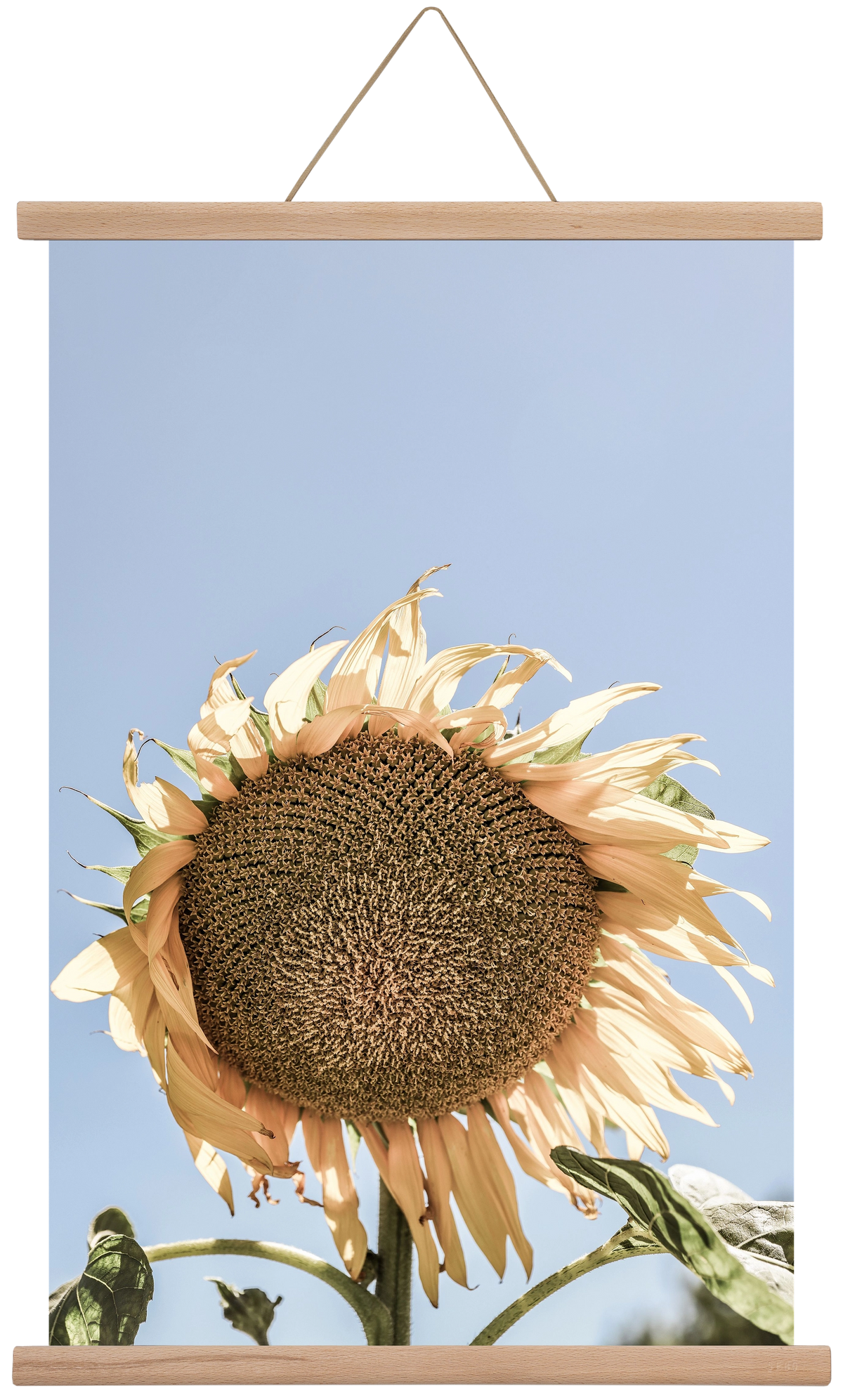 Sunny bloom, 40x60 cm (40x60 cm), Tölgy akasztó