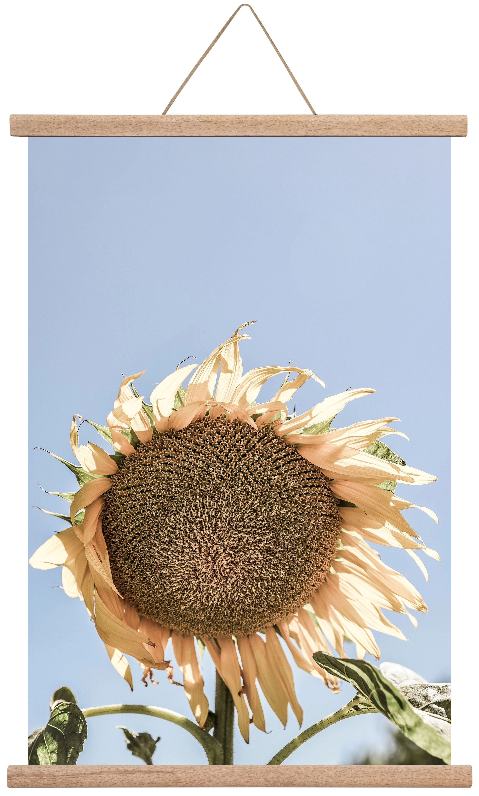 Sunny bloom, 40x60 cm (40x60 cm), Tölgy akasztó