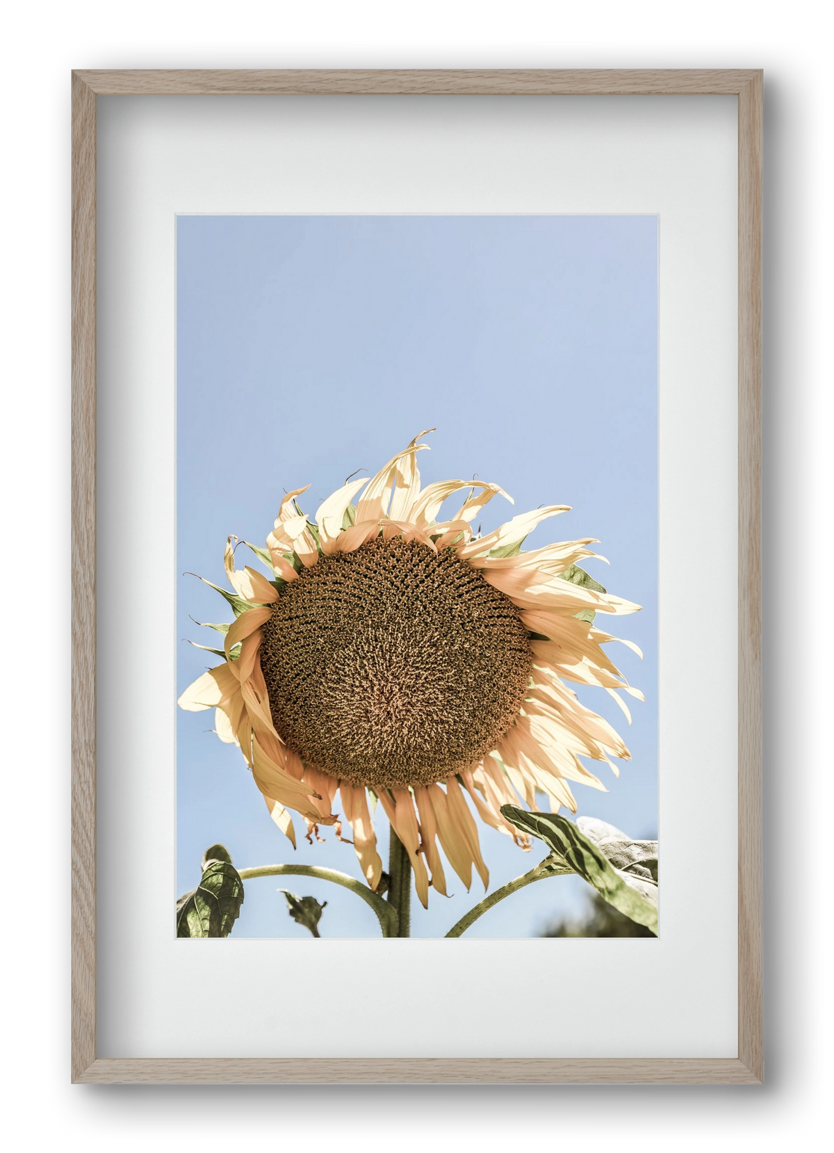 Sunny bloom, 40x60 cm (30x45 cm), Tölgy keret, paszpartuval