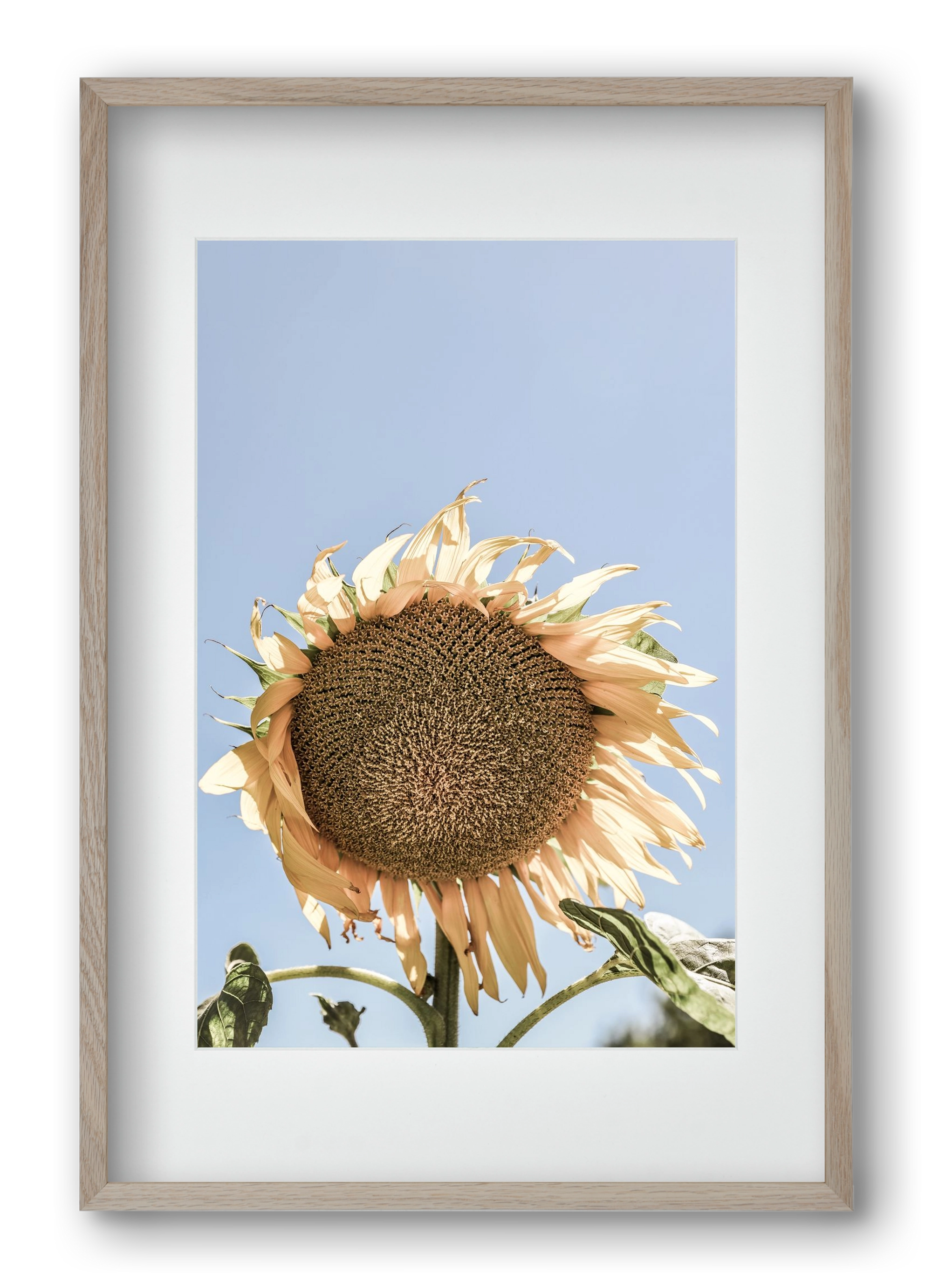 Sunny bloom, 40x60 cm (30x45 cm), Tölgy keret, paszpartuval