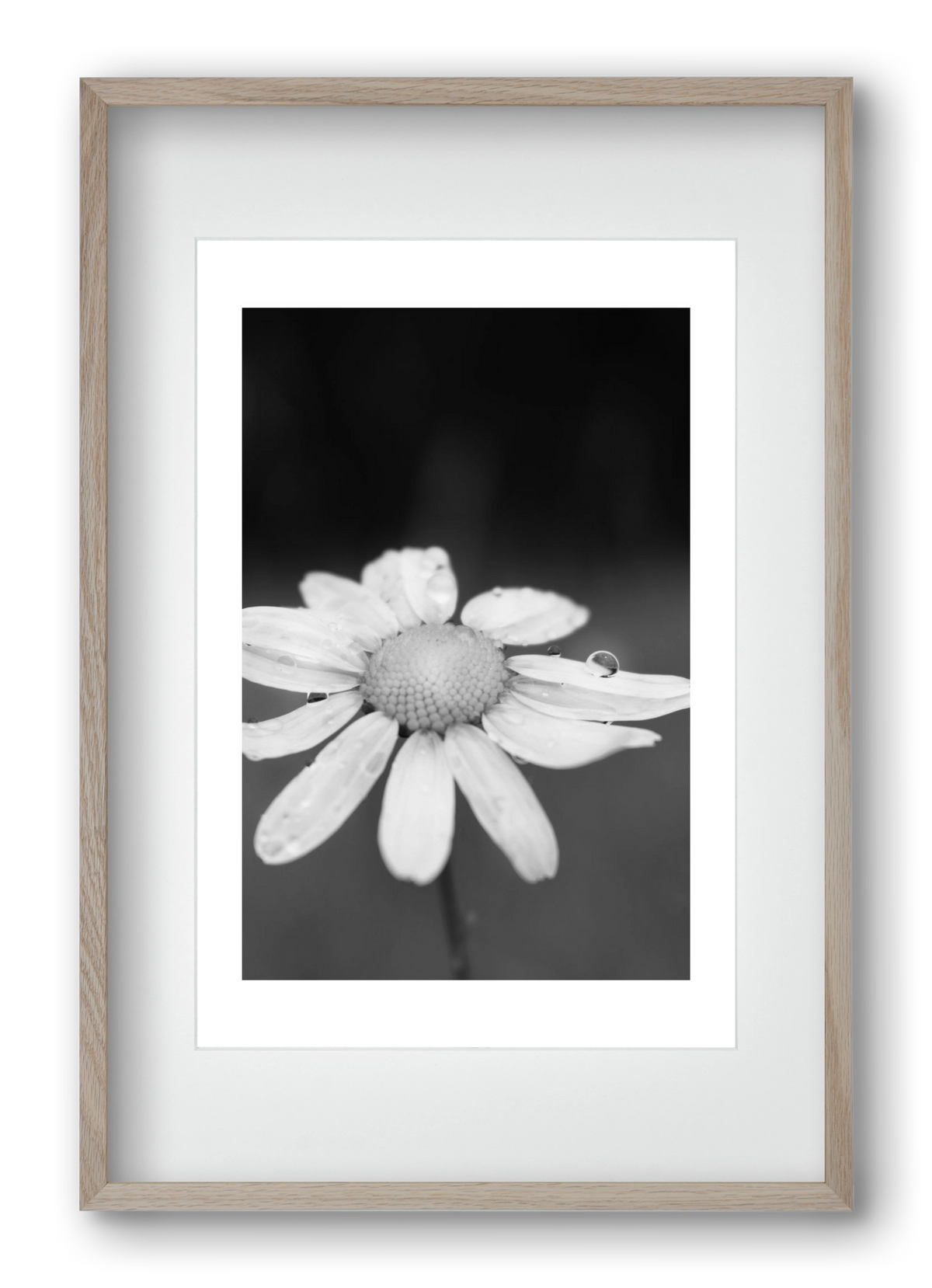 Chamomile, 40x60 cm (30x45 cm), Tölgy keret, paszpartuval