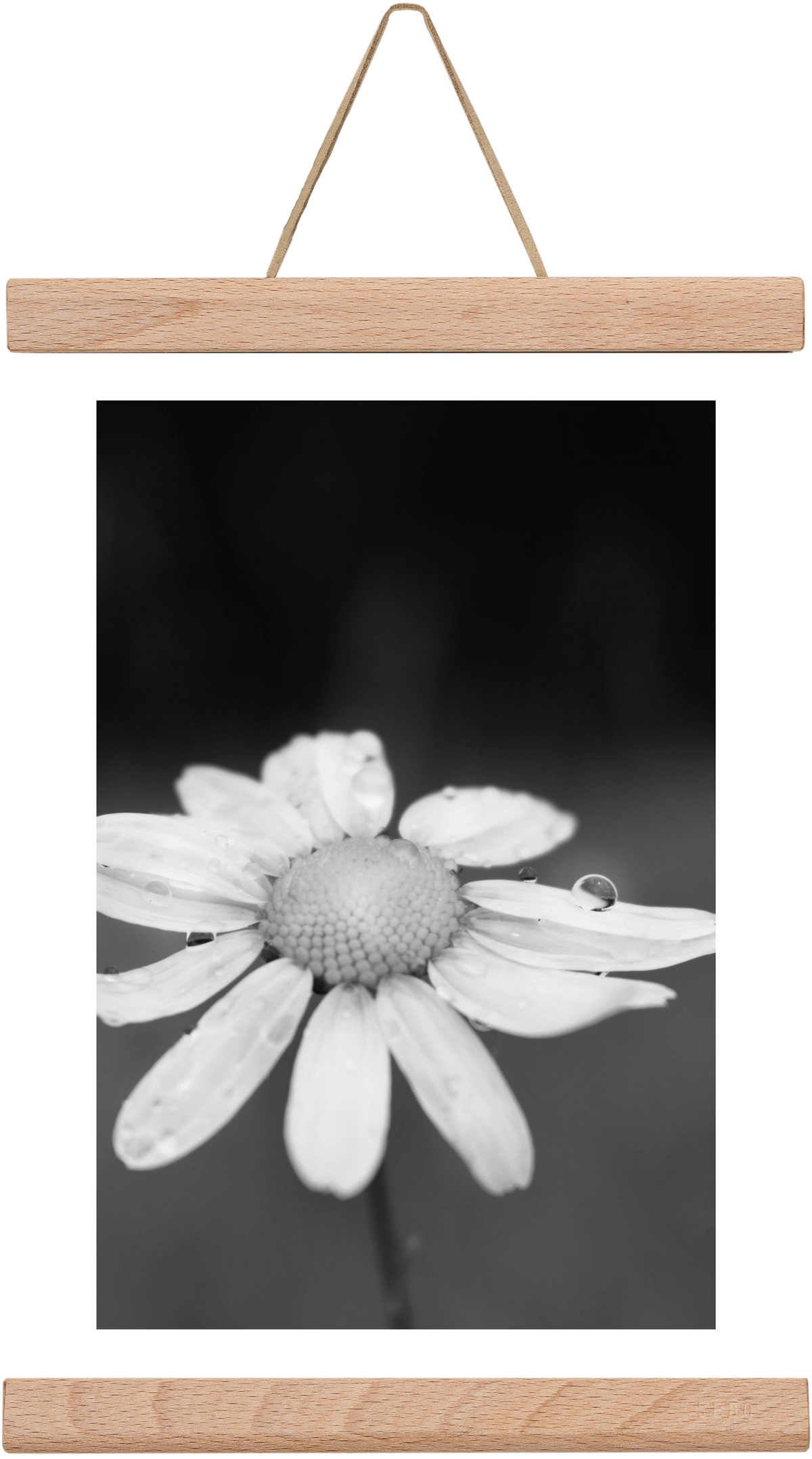 Chamomile, 20x30 cm (20x30 cm), Tölgy akasztó