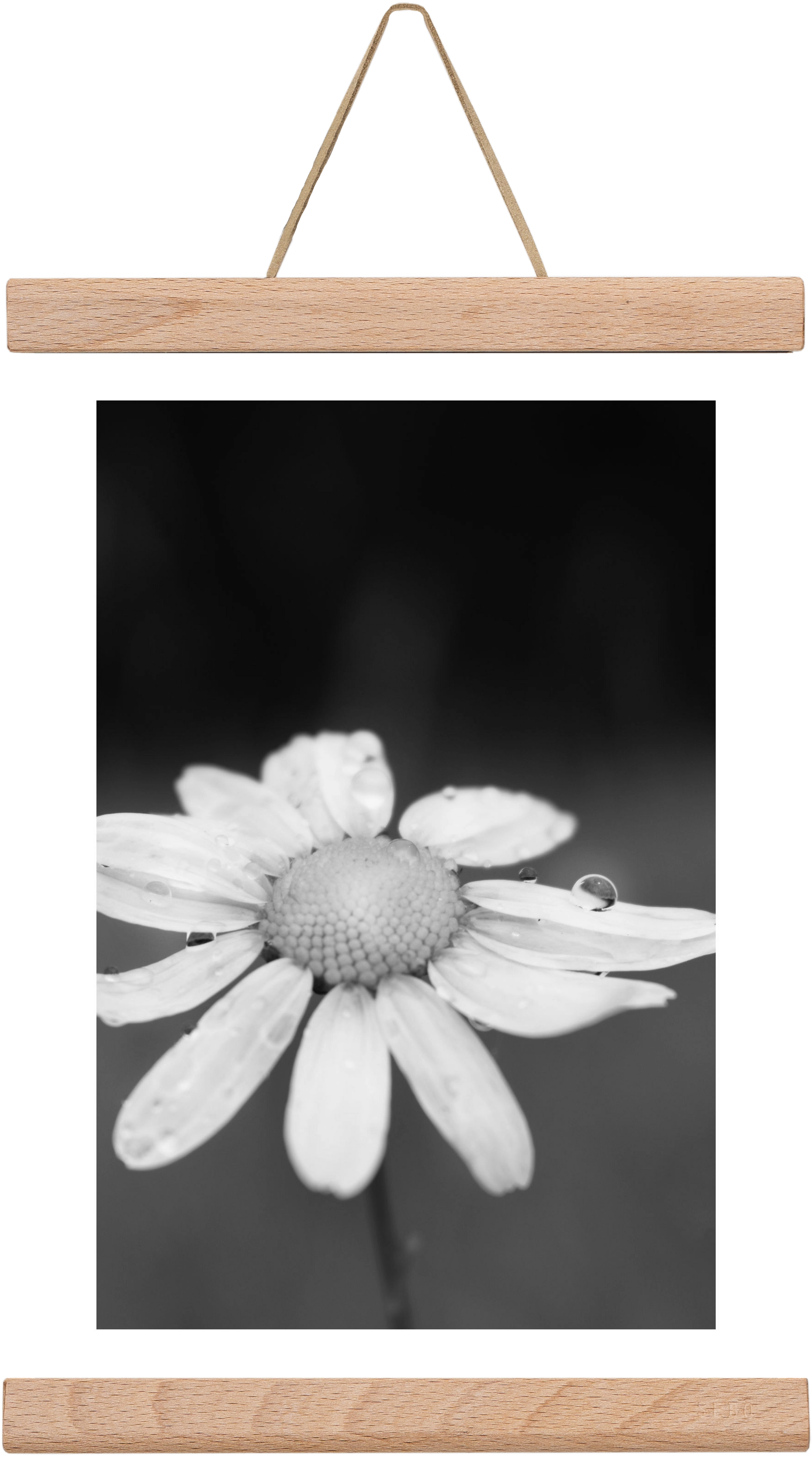 Chamomile, 20x30 cm (20x30 cm), Tölgy akasztó