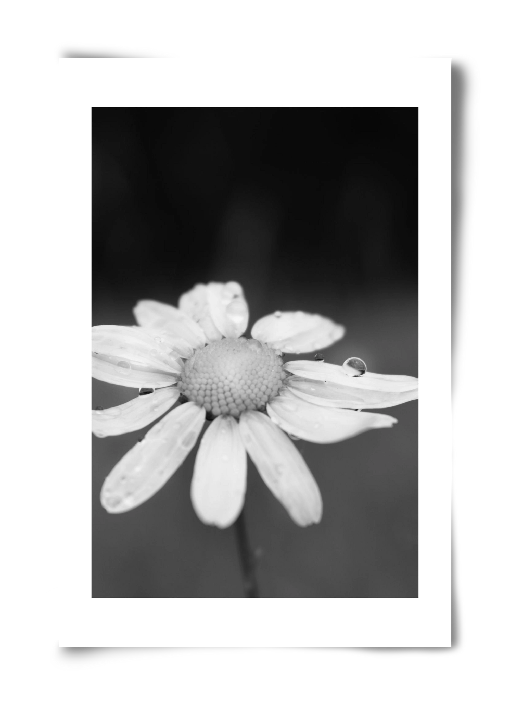 Chamomile, 40x60 cm, Keret nélkül