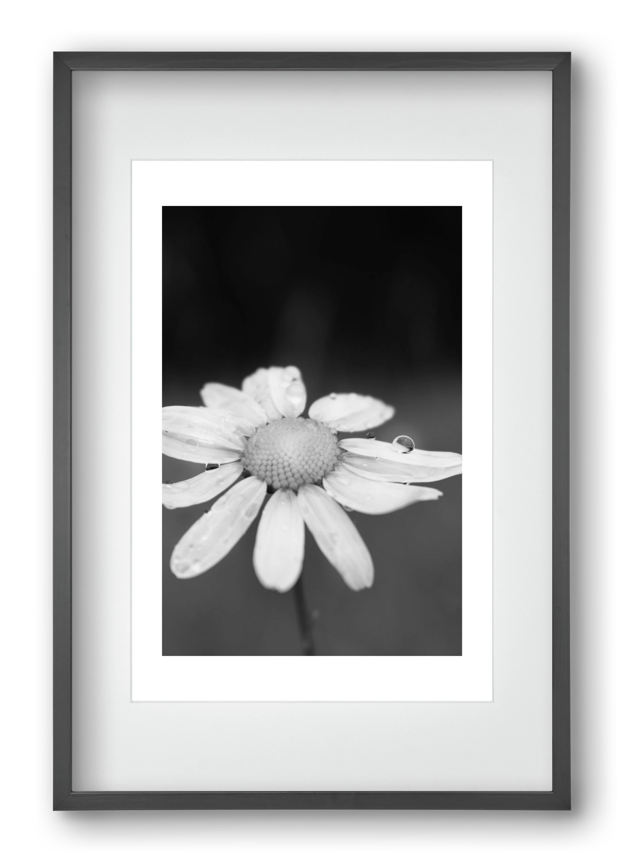 Chamomile, 40x60 cm (30x45 cm), Fekete keret, paszpartuval