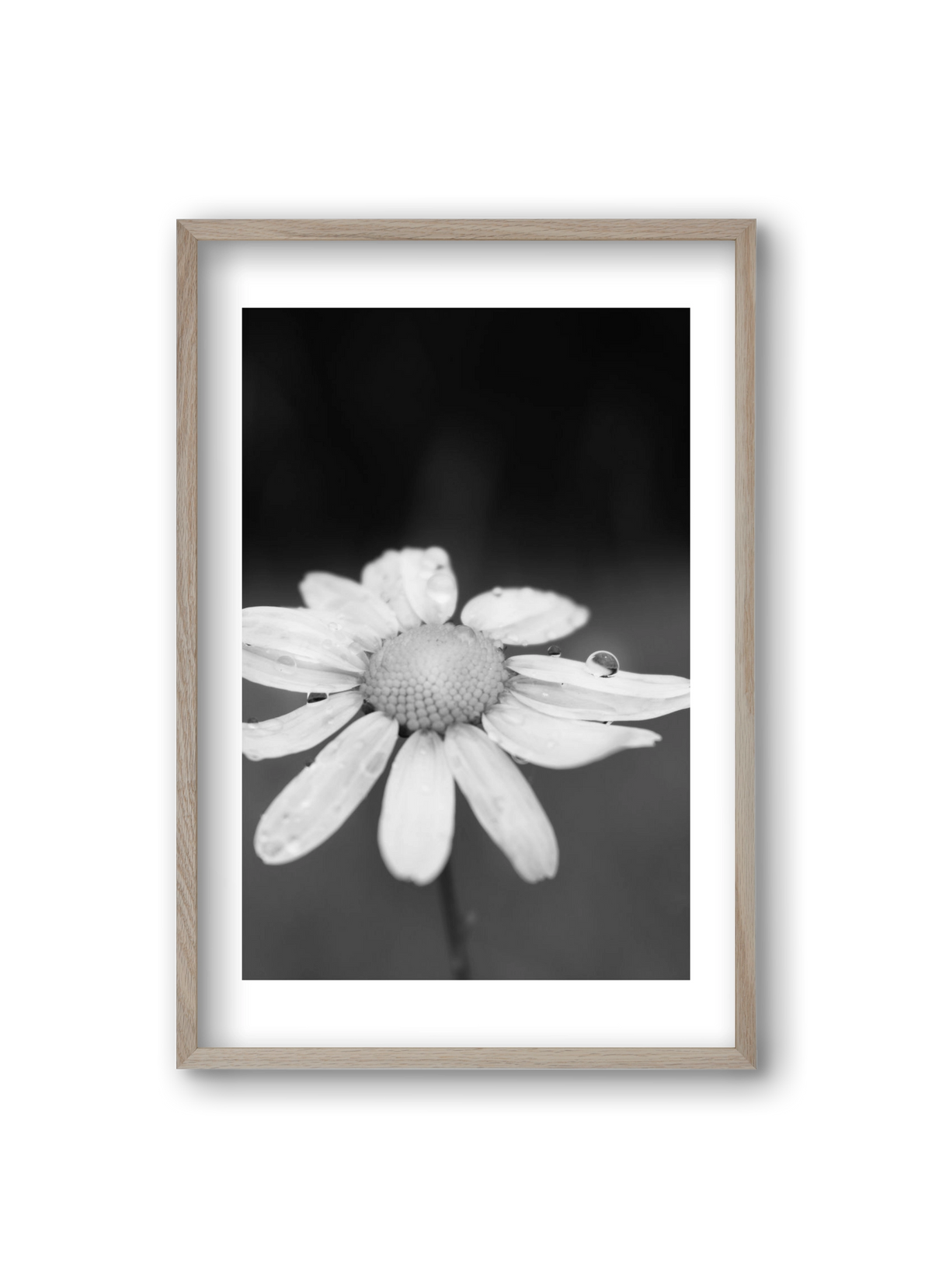 Chamomile, 20x30 cm (20x30 cm), Tölgy keret