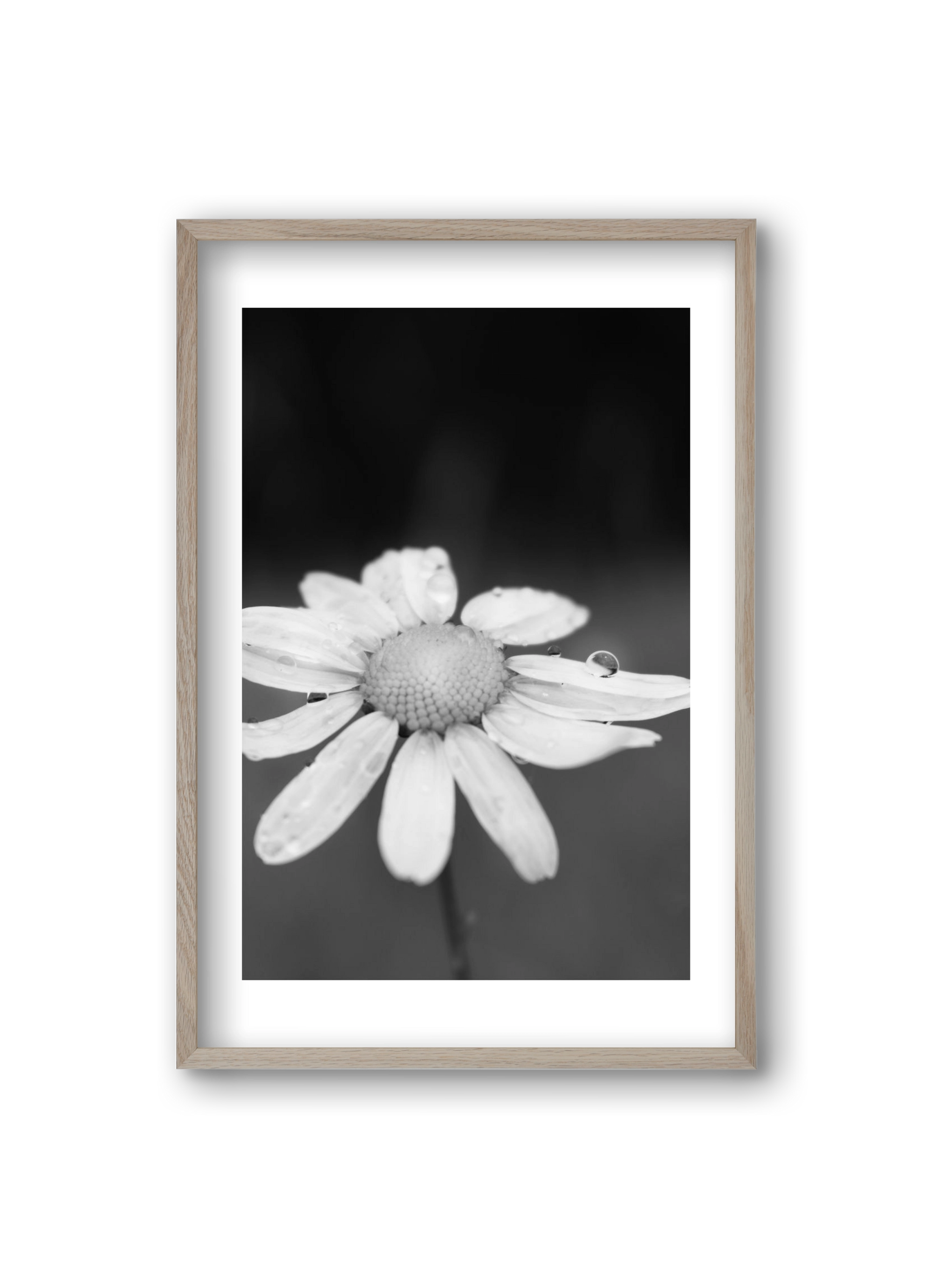 Chamomile, 20x30 cm (20x30 cm), Tölgy keret