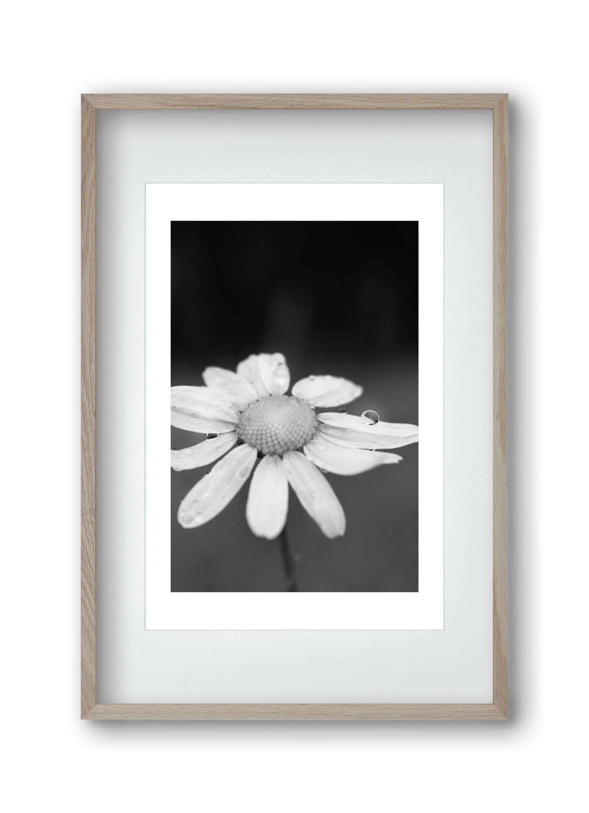 Chamomile, 30x45 cm (20x30 cm), Tölgy keret, paszpartuval