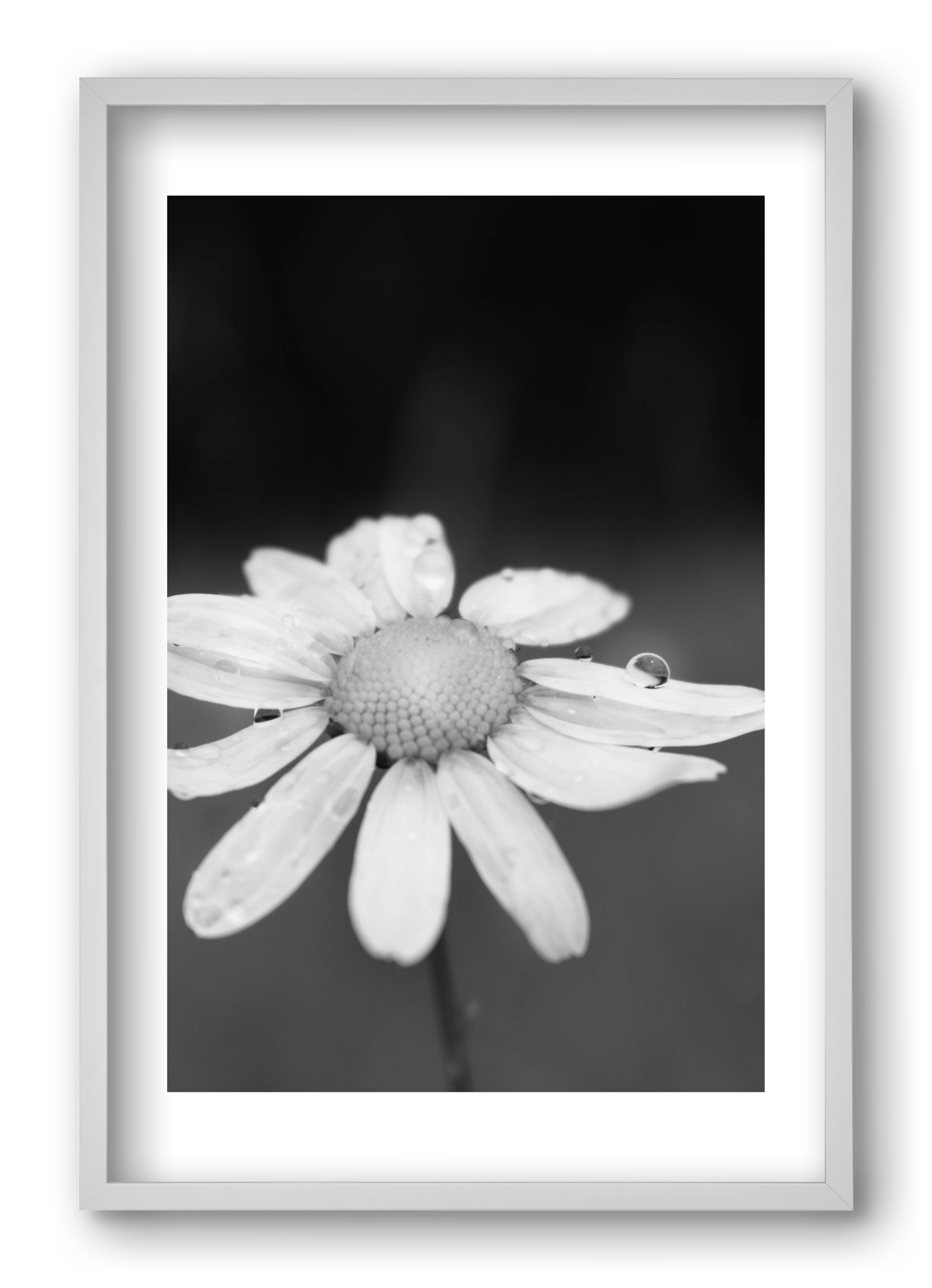 Chamomile, 40x60 cm (40x60 cm), Fehér keret