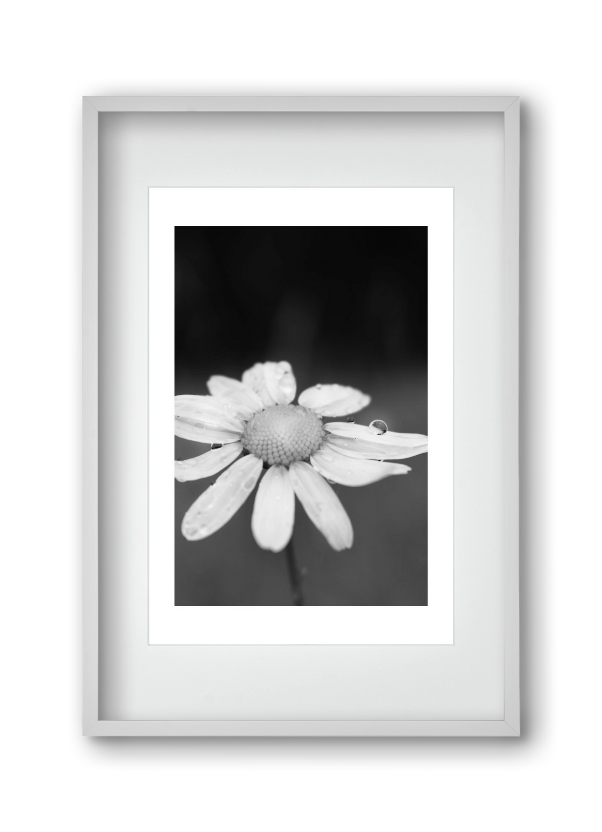 Chamomile, 30x45 cm (20x30 cm), Fehér keret, paszpartuval