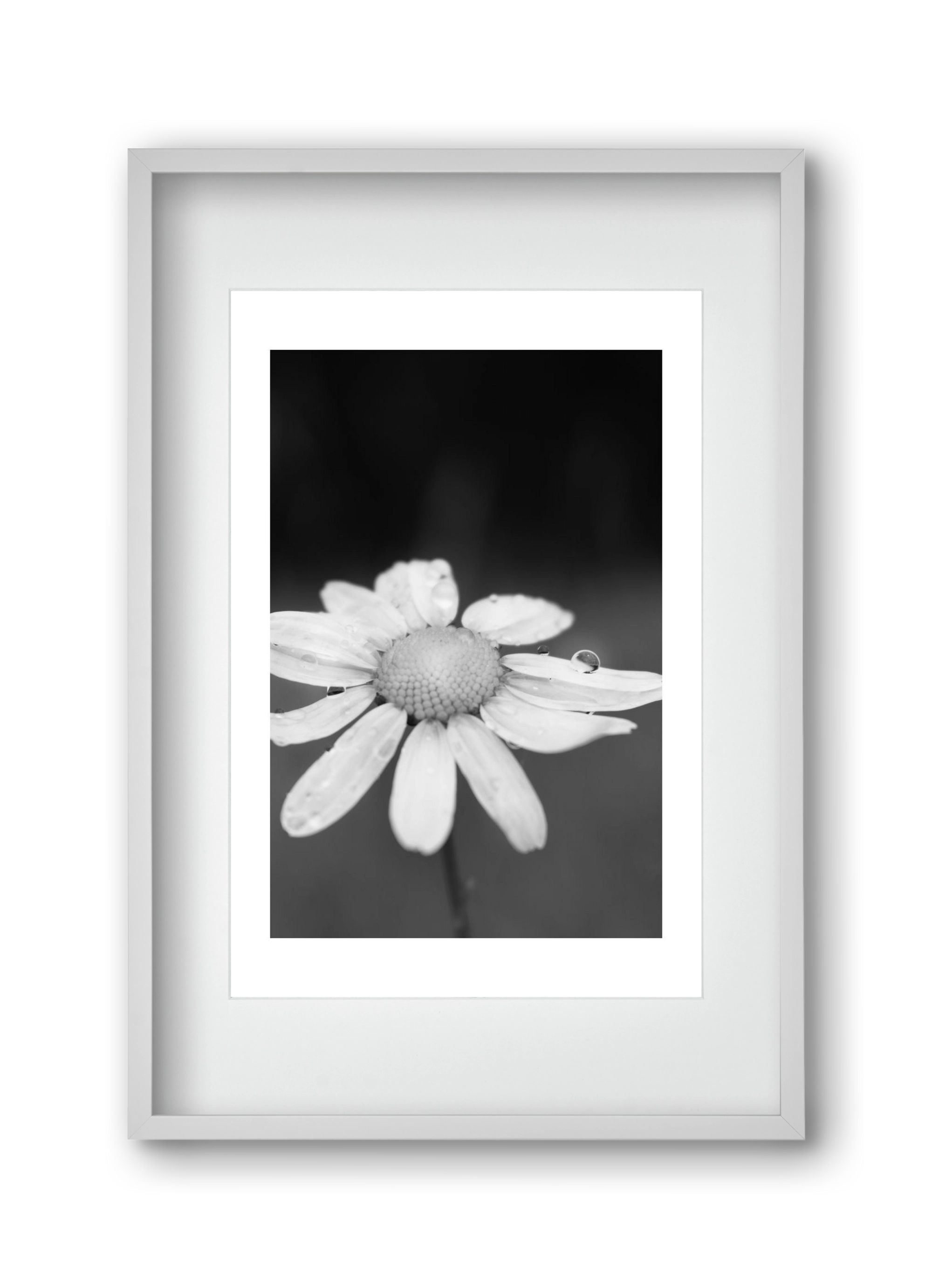 Chamomile, 30x45 cm (20x30 cm), Fehér keret, paszpartuval