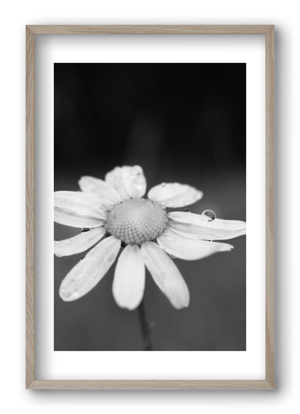 Chamomile, 40x60 cm (40x60 cm), Tölgy keret