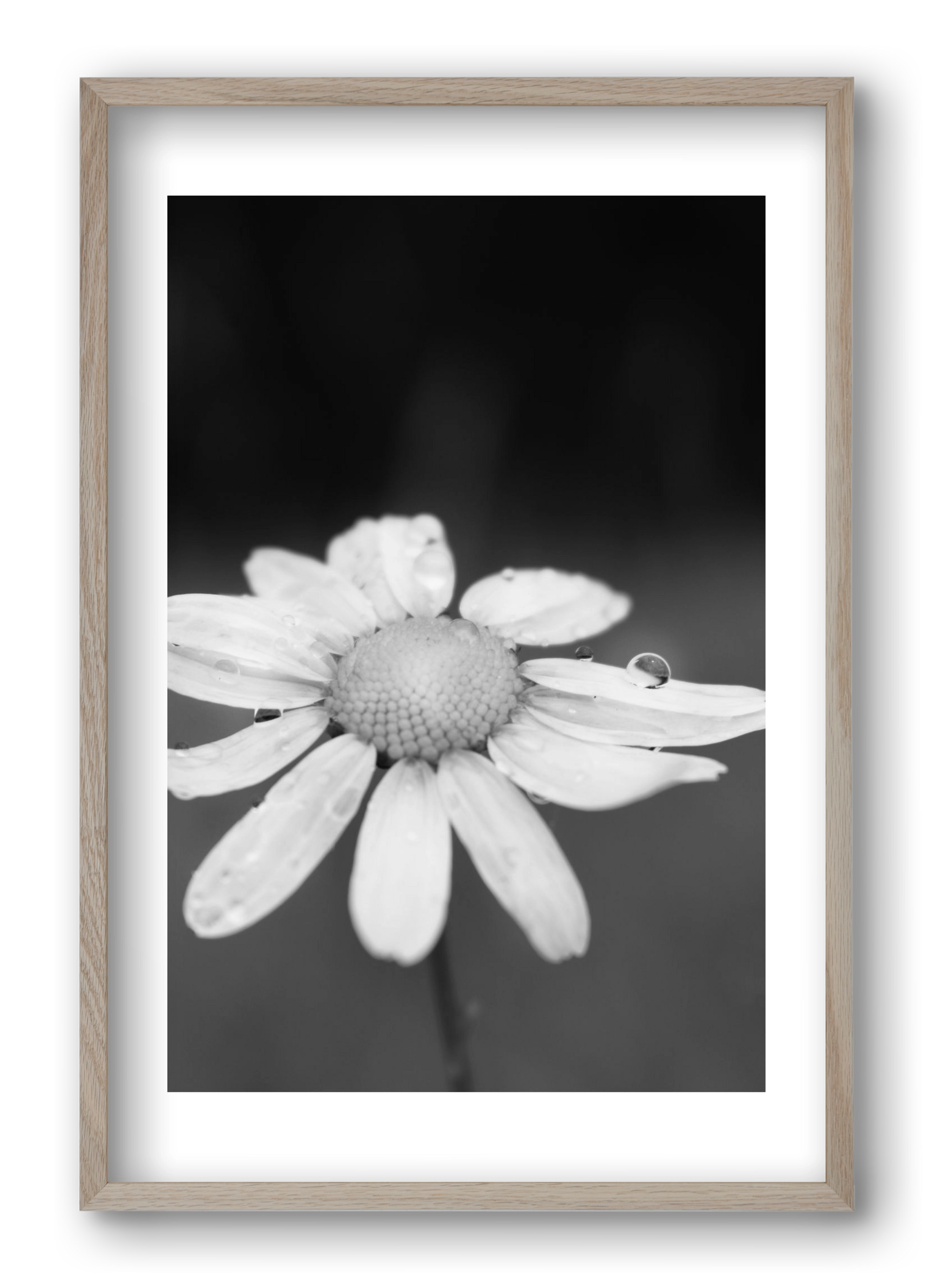 Chamomile, 40x60 cm (40x60 cm), Tölgy keret