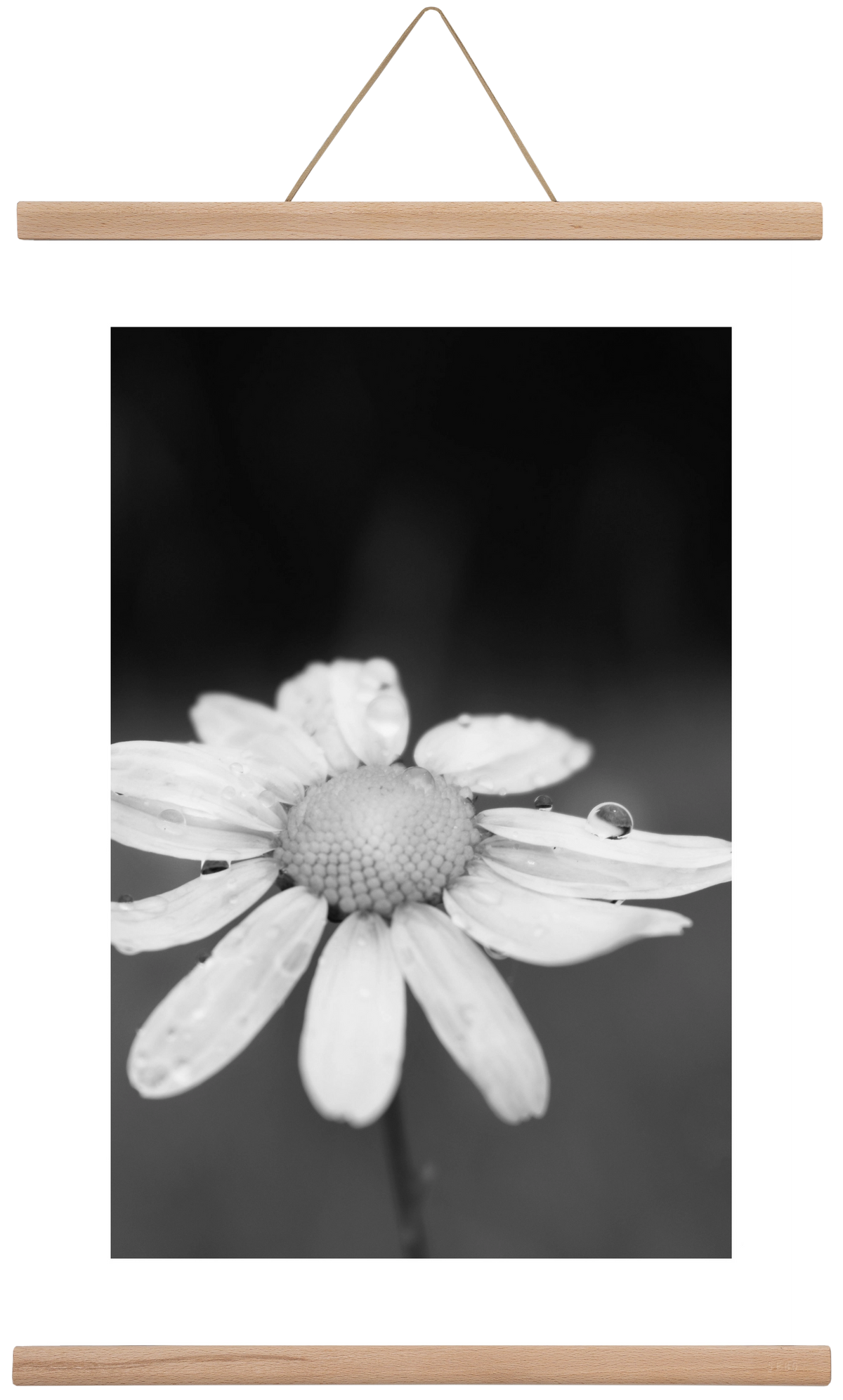 Chamomile, 40x60 cm (40x60 cm), Tölgy akasztó