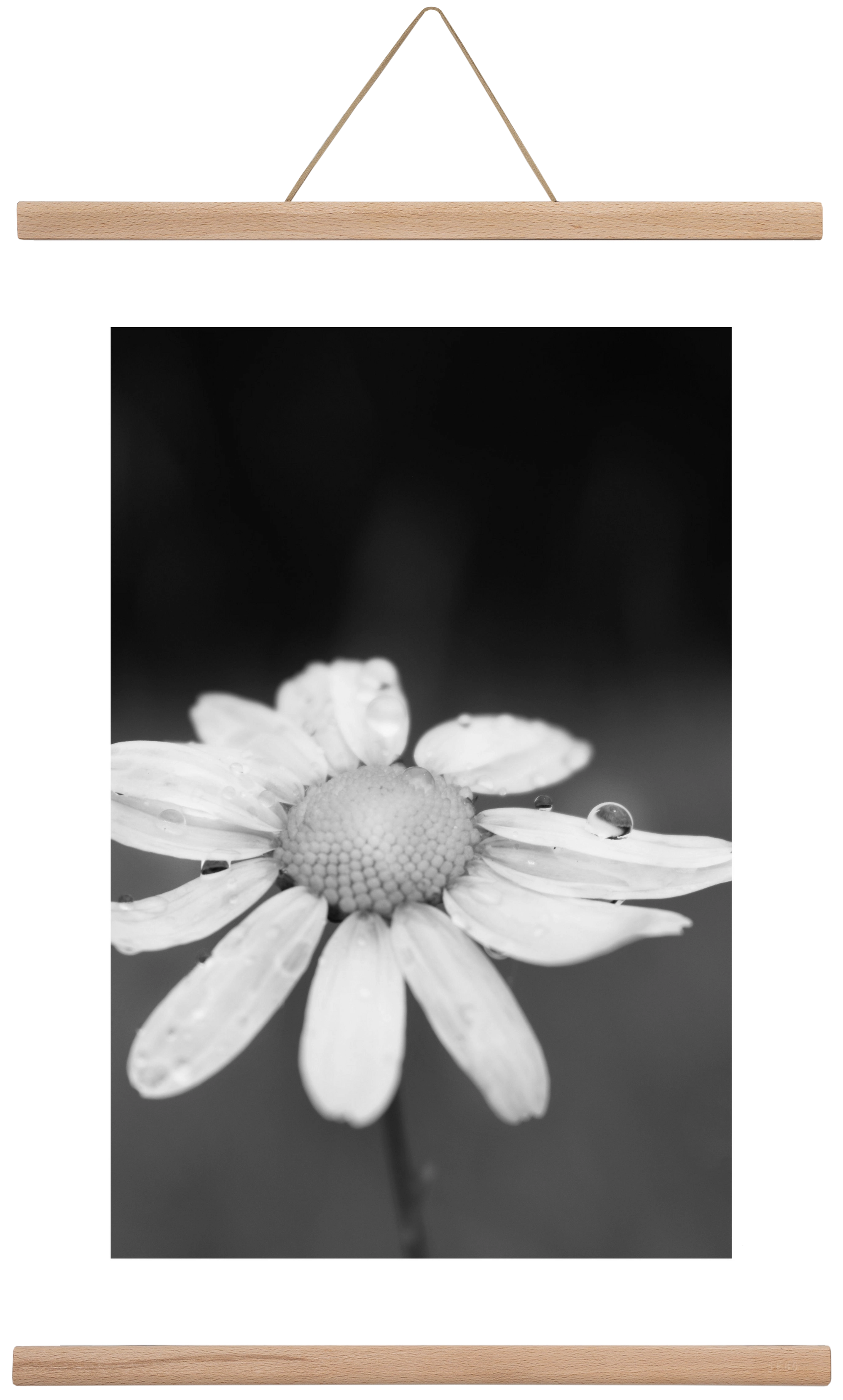 Chamomile, 40x60 cm (40x60 cm), Tölgy akasztó