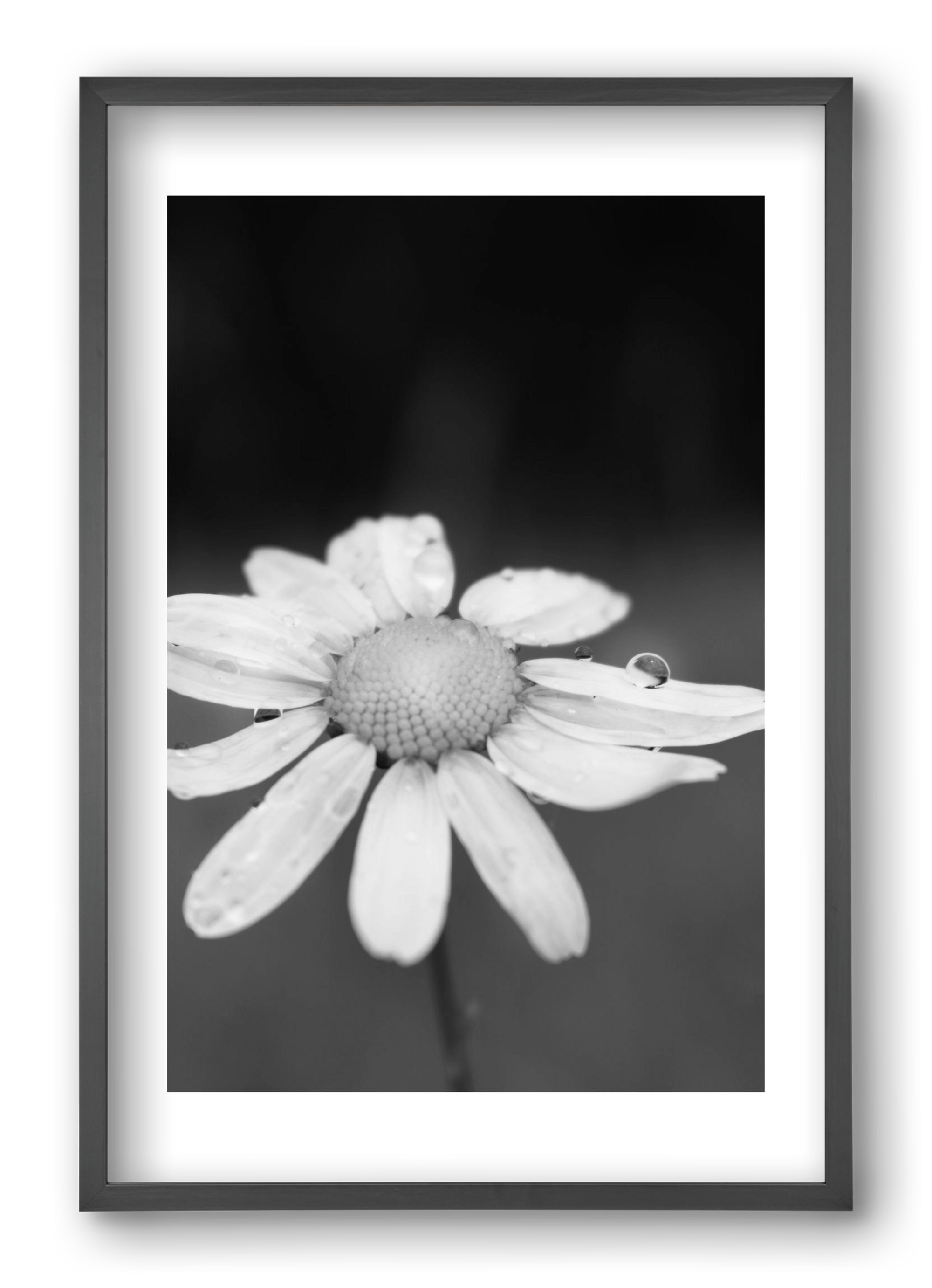 Chamomile, 40x60 cm (40x60 cm), Fekete keret