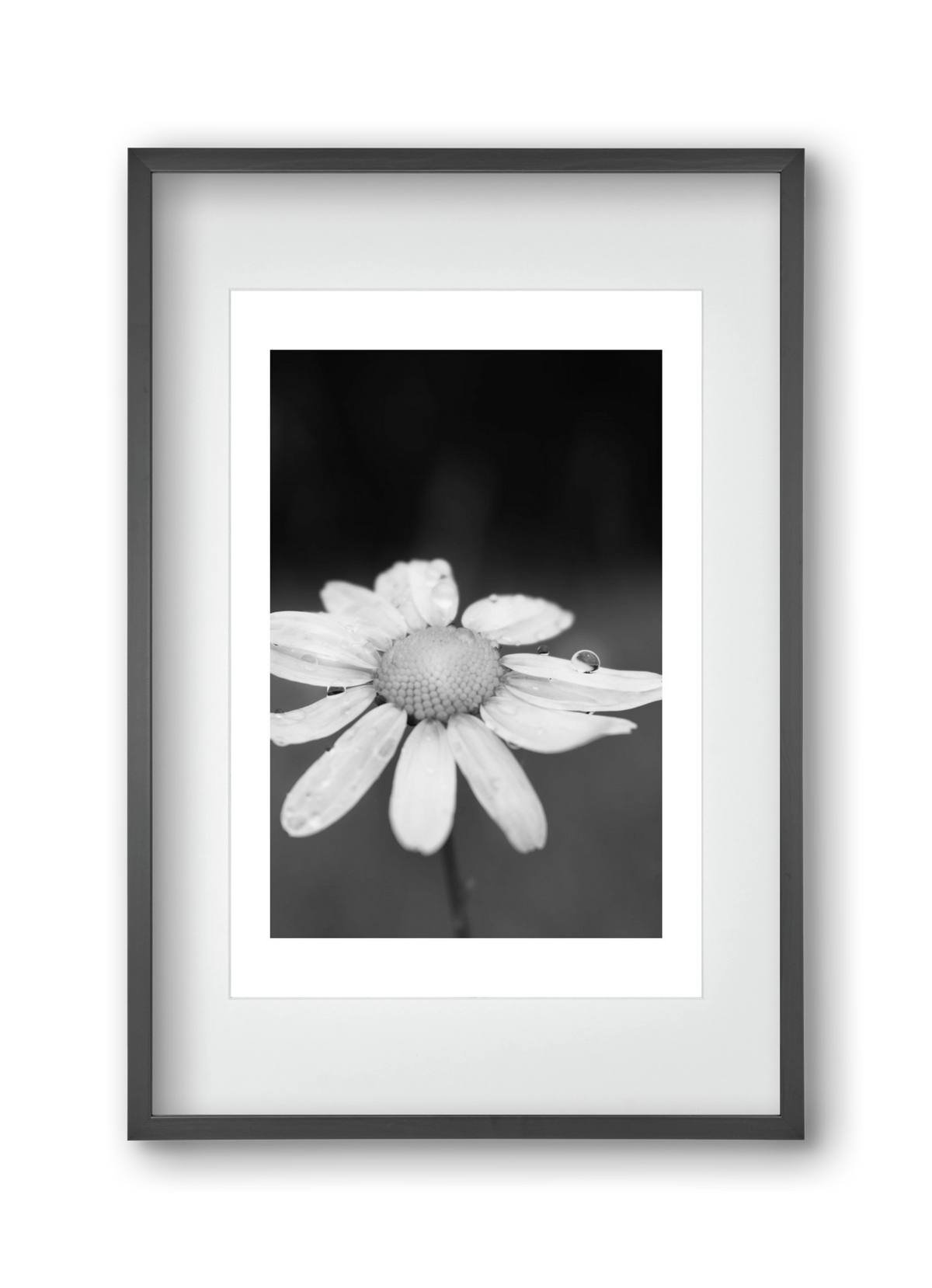 Chamomile, 30x45 cm (20x30 cm), Fekete keret, paszpartuval