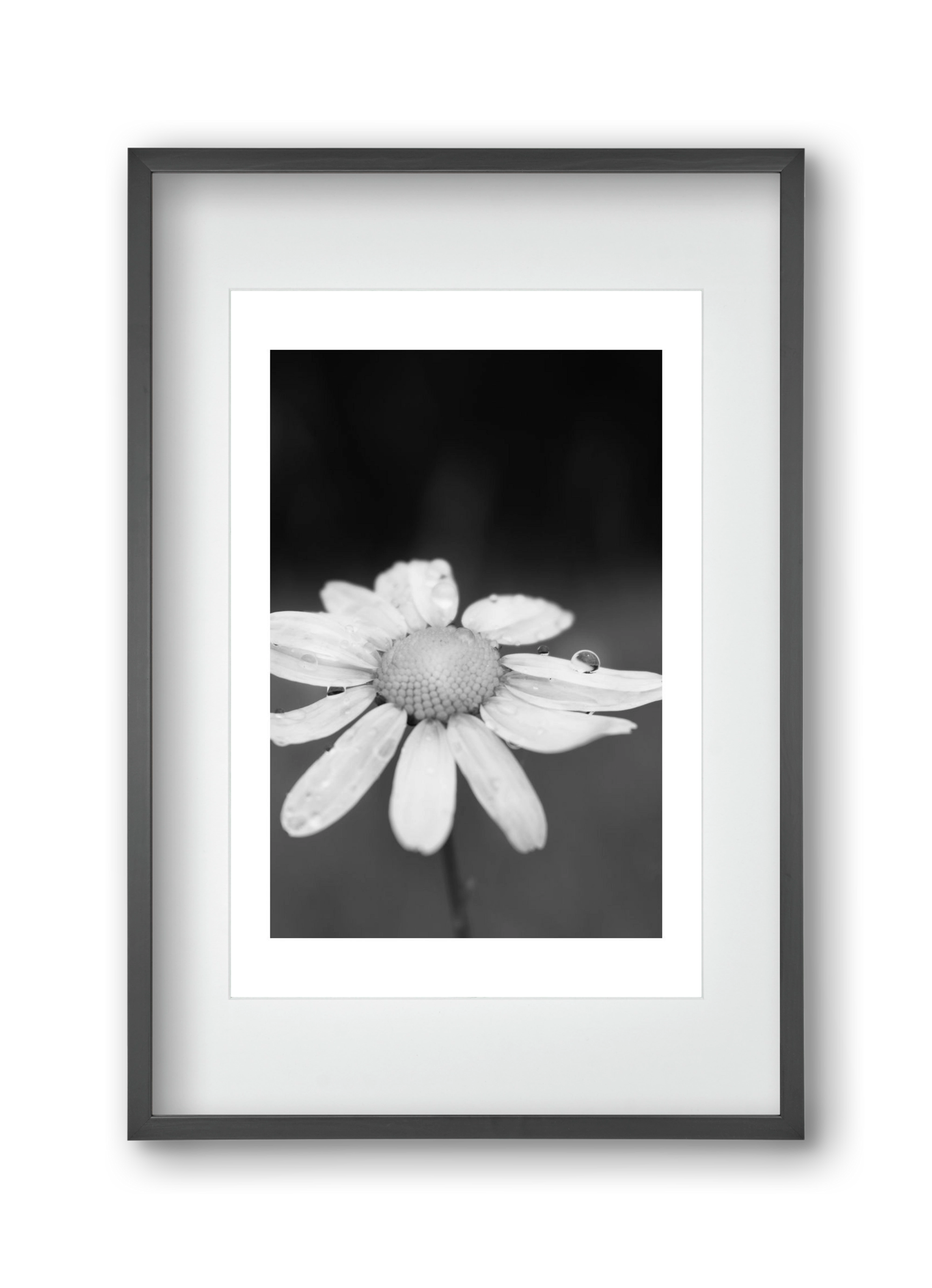 Chamomile, 30x45 cm (20x30 cm), Fekete keret, paszpartuval