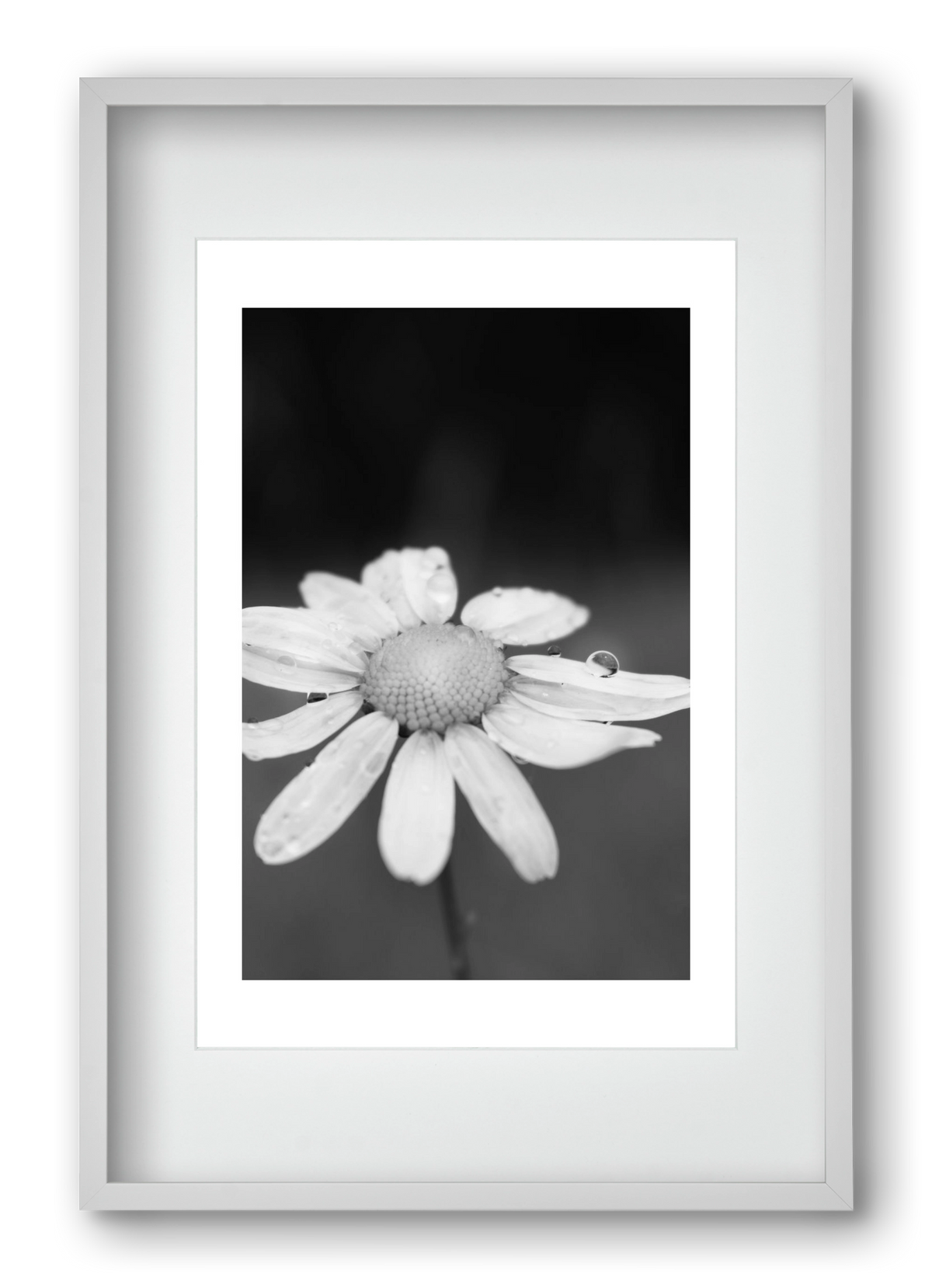 Chamomile, 40x60 cm (30x45 cm), Fehér keret, paszpartuval